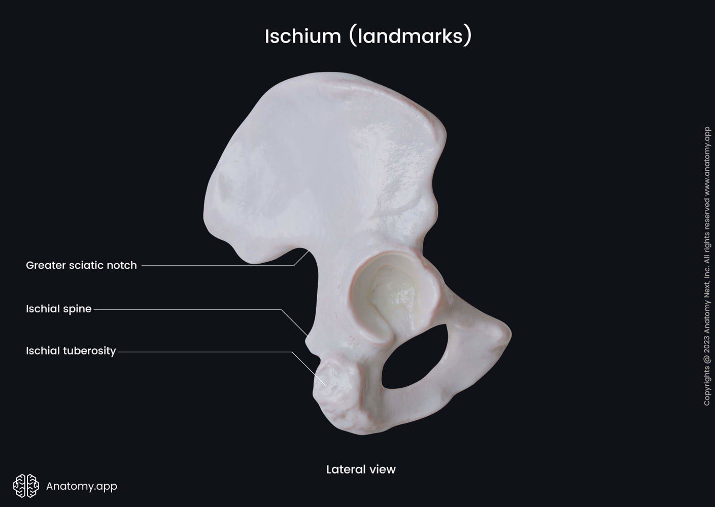 Landmarks of ischium (lateral view) | Media Library | Anatomy.app ...