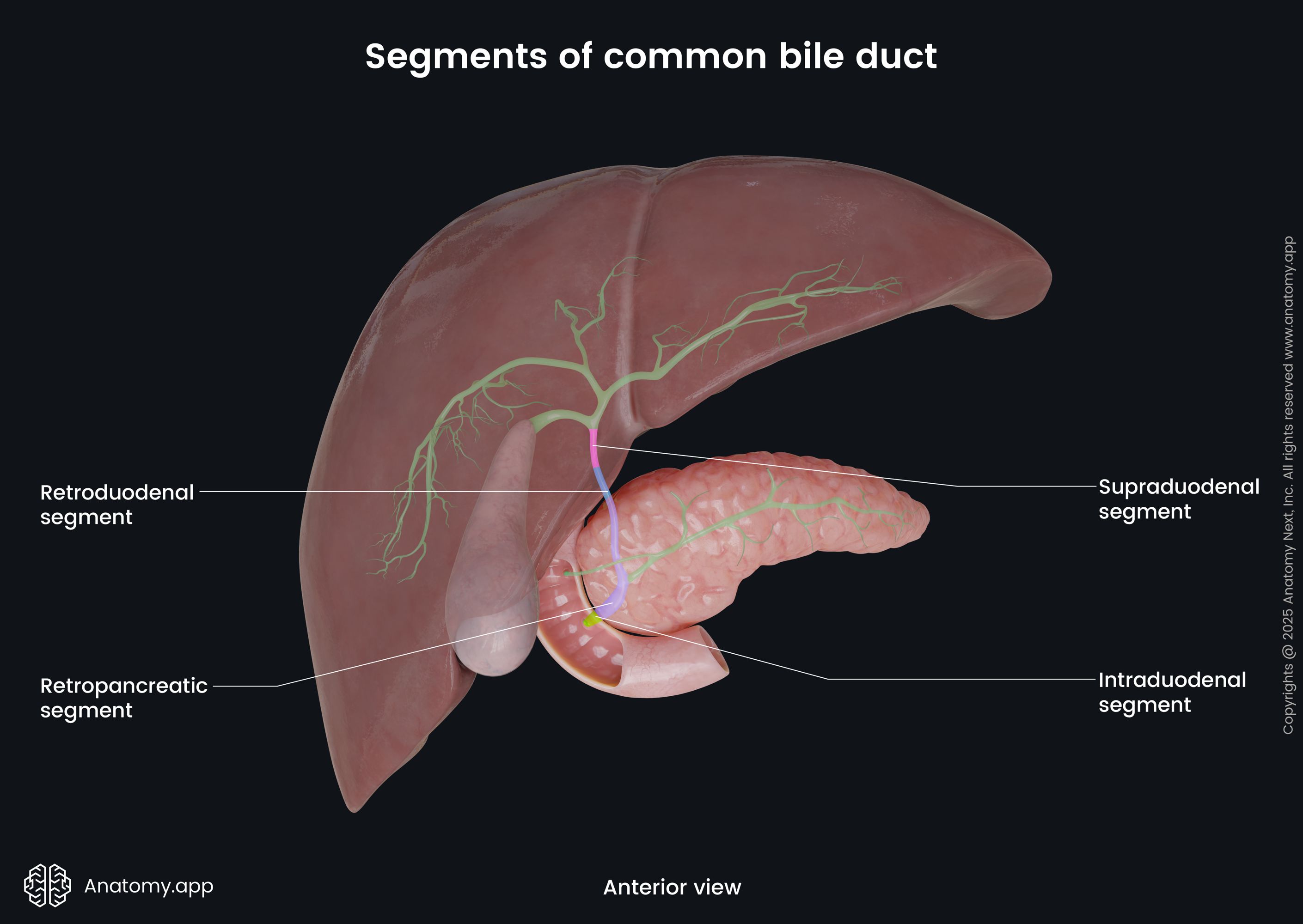 Segments of common bile duct