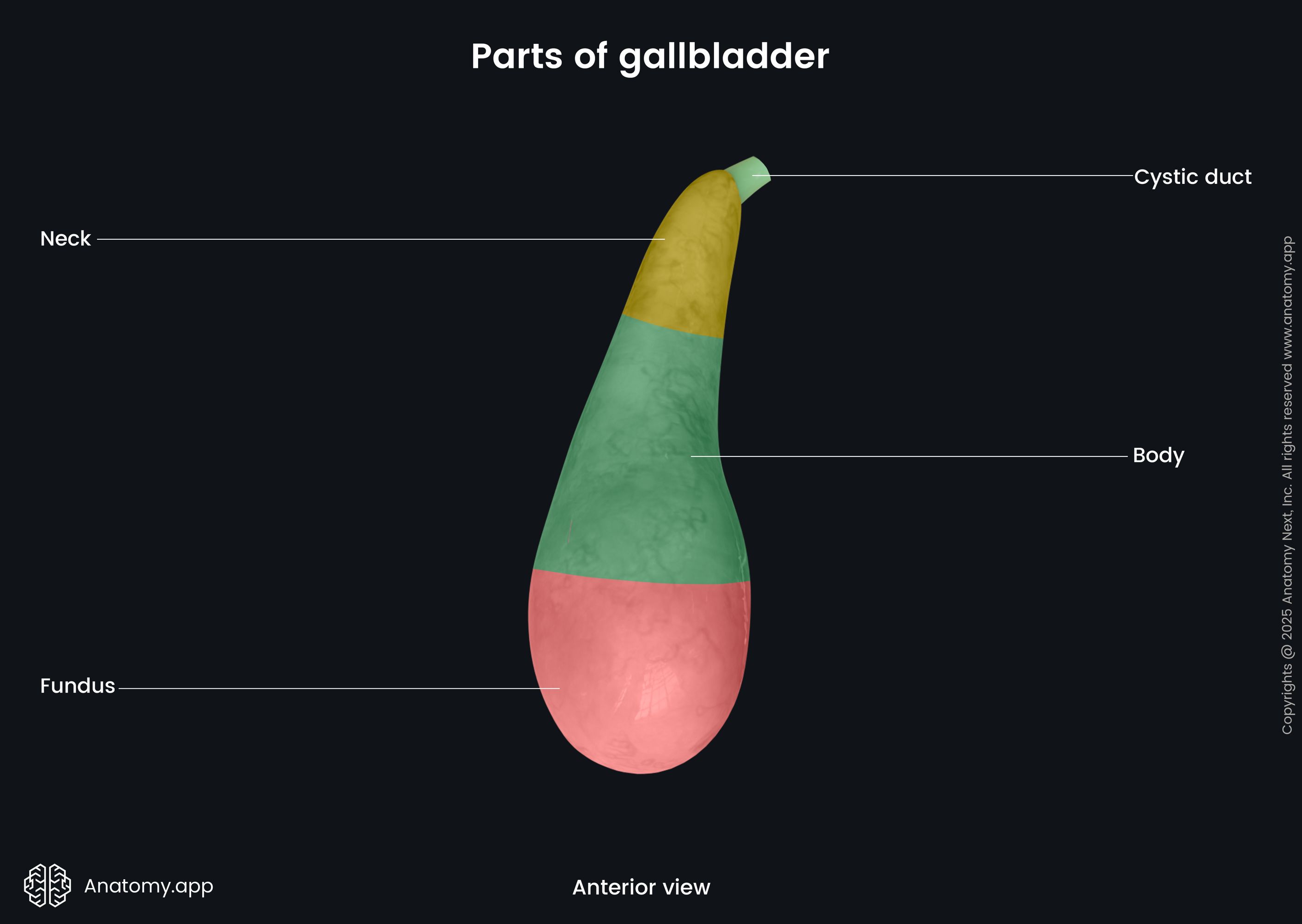 Parts of gallbladder