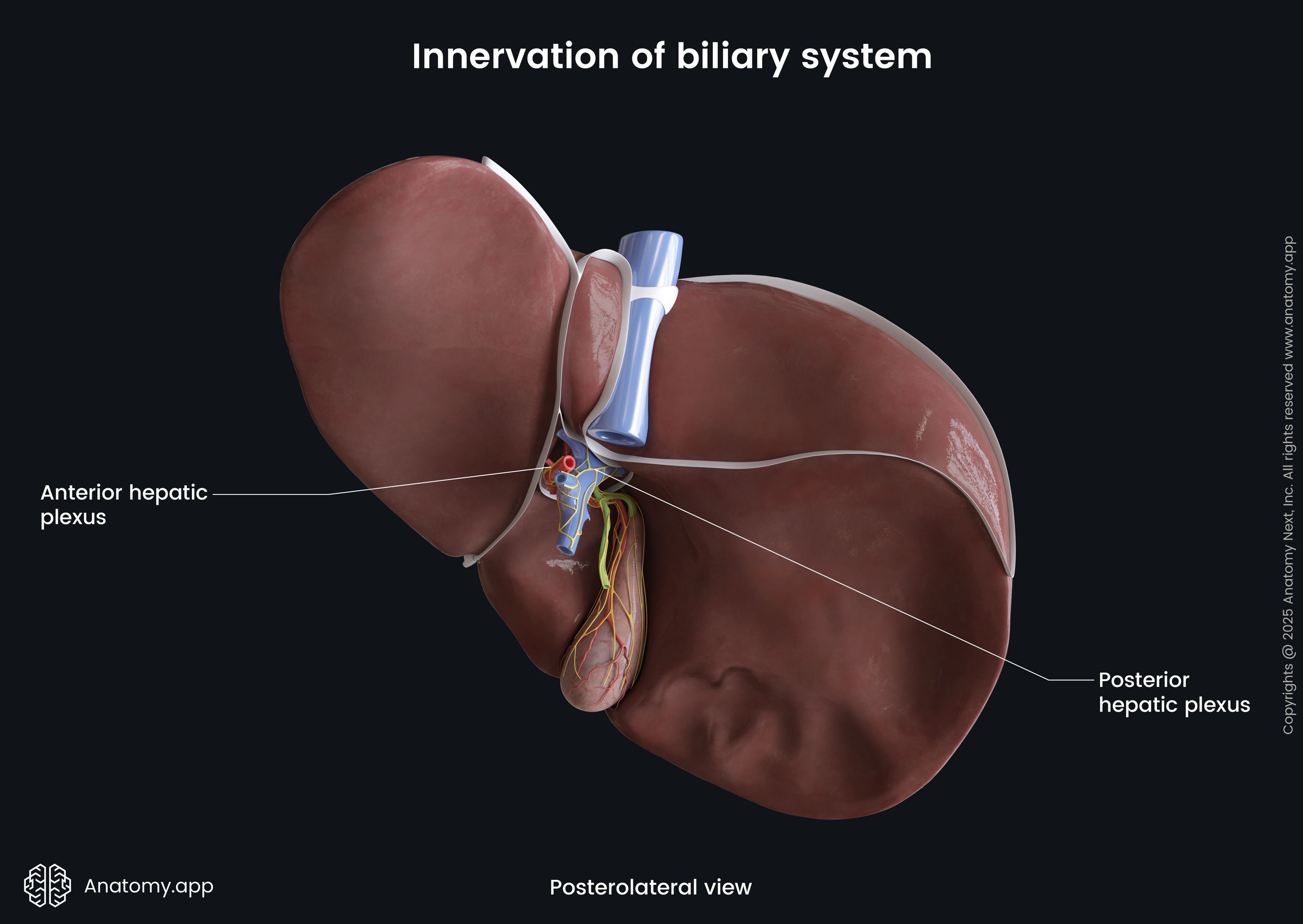 Innervation of biliary system