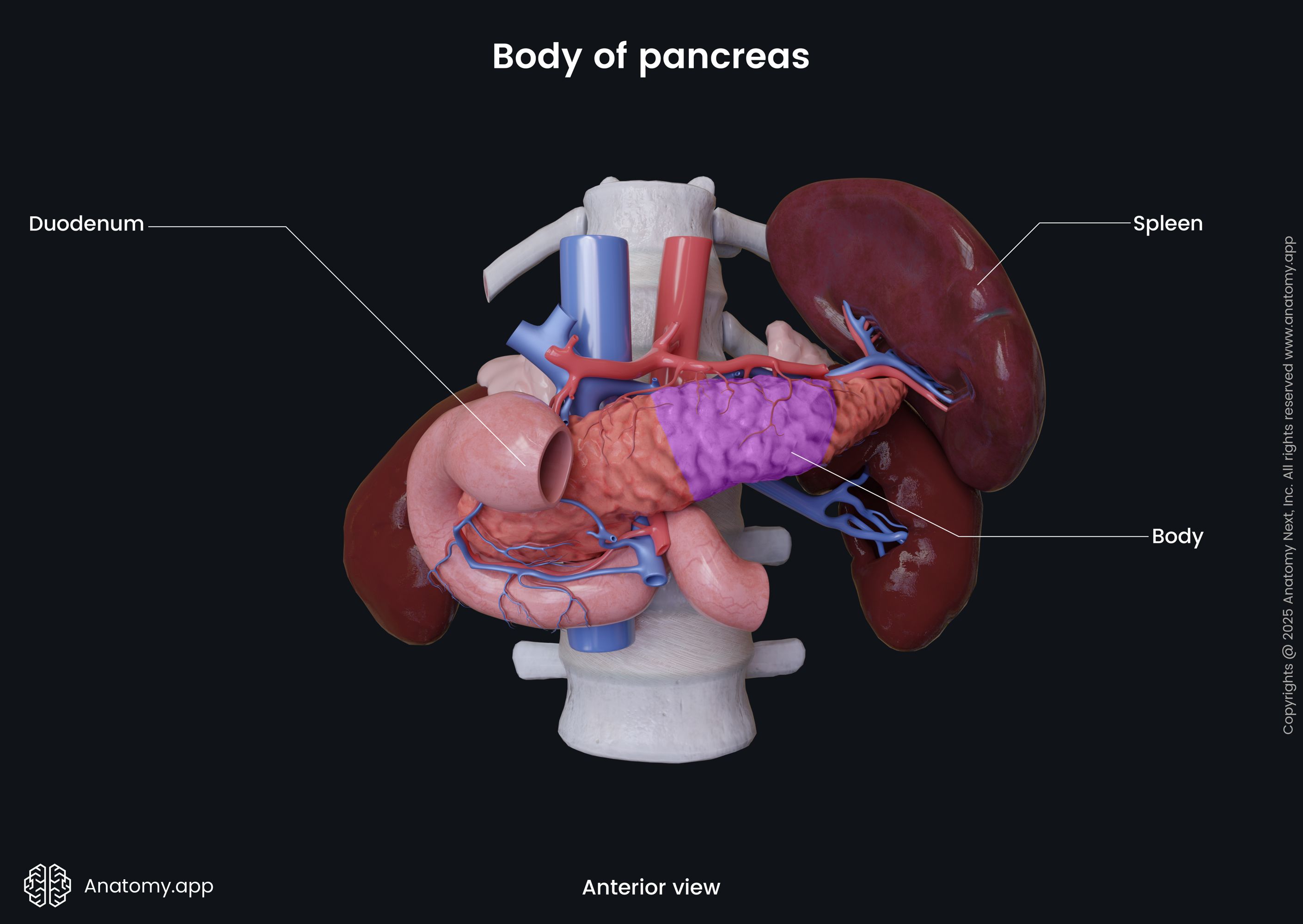 Body of pancreas