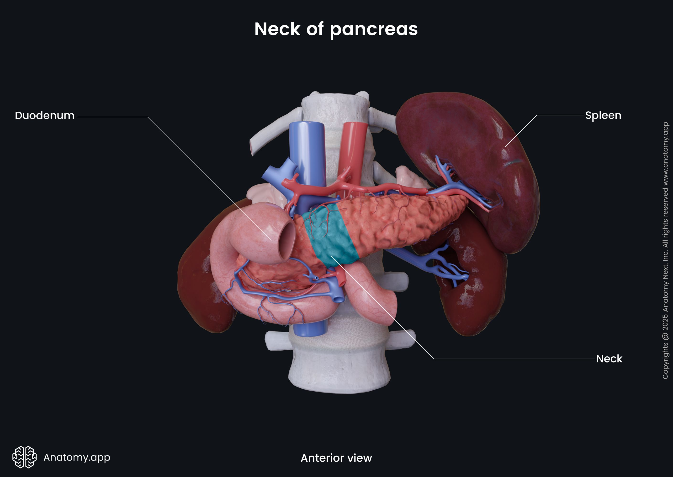 Neck of pancreas