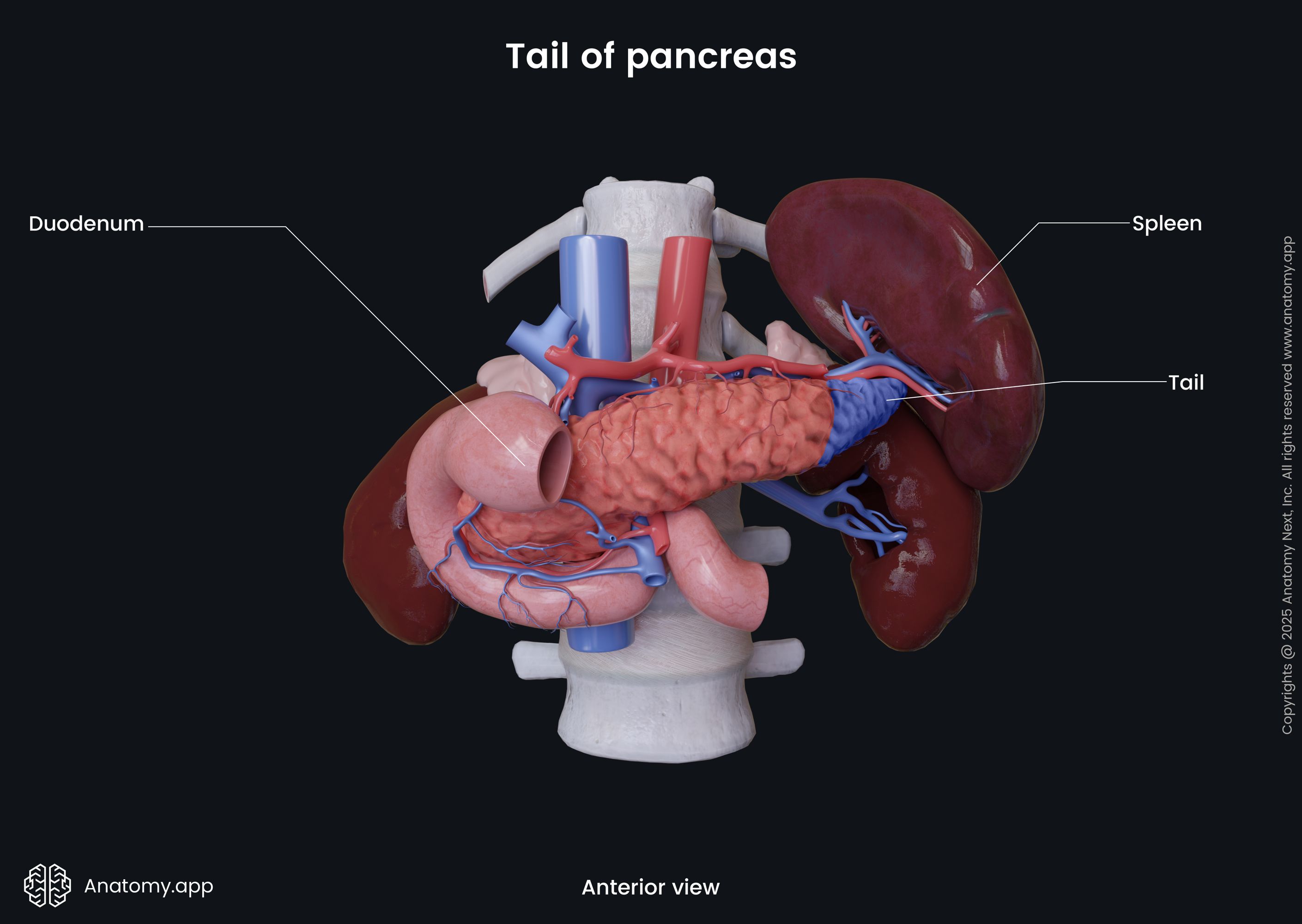 Tail of pancreas