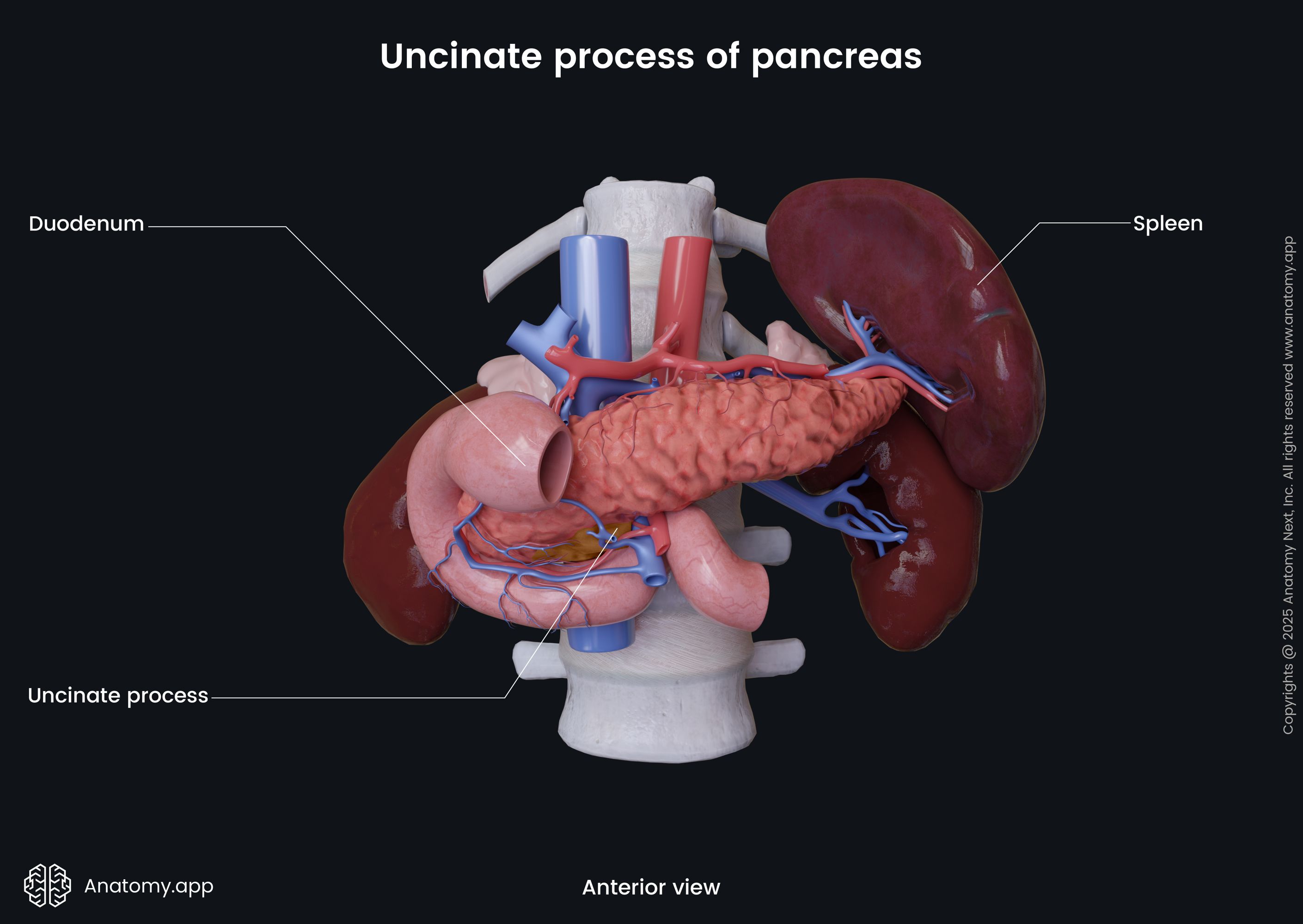 Uncinate process of pancreas