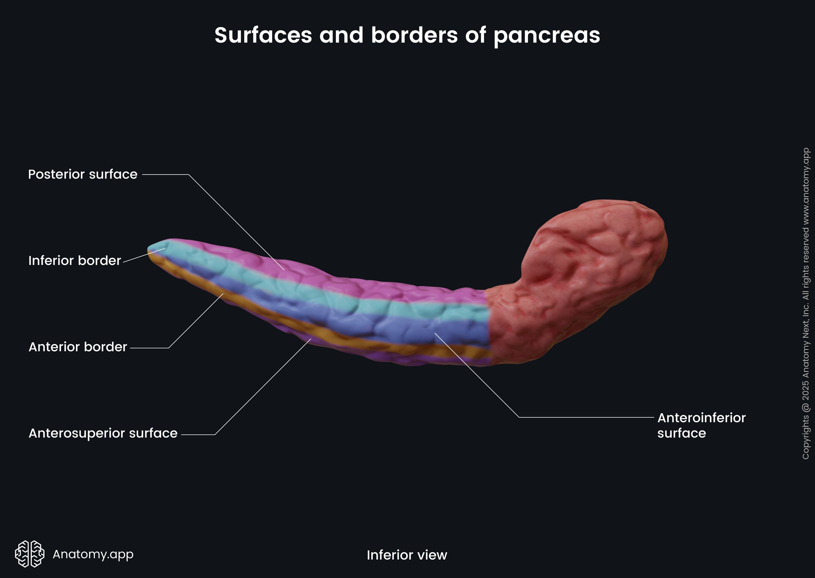 Surfaces and borders of pancreas (inferior view)