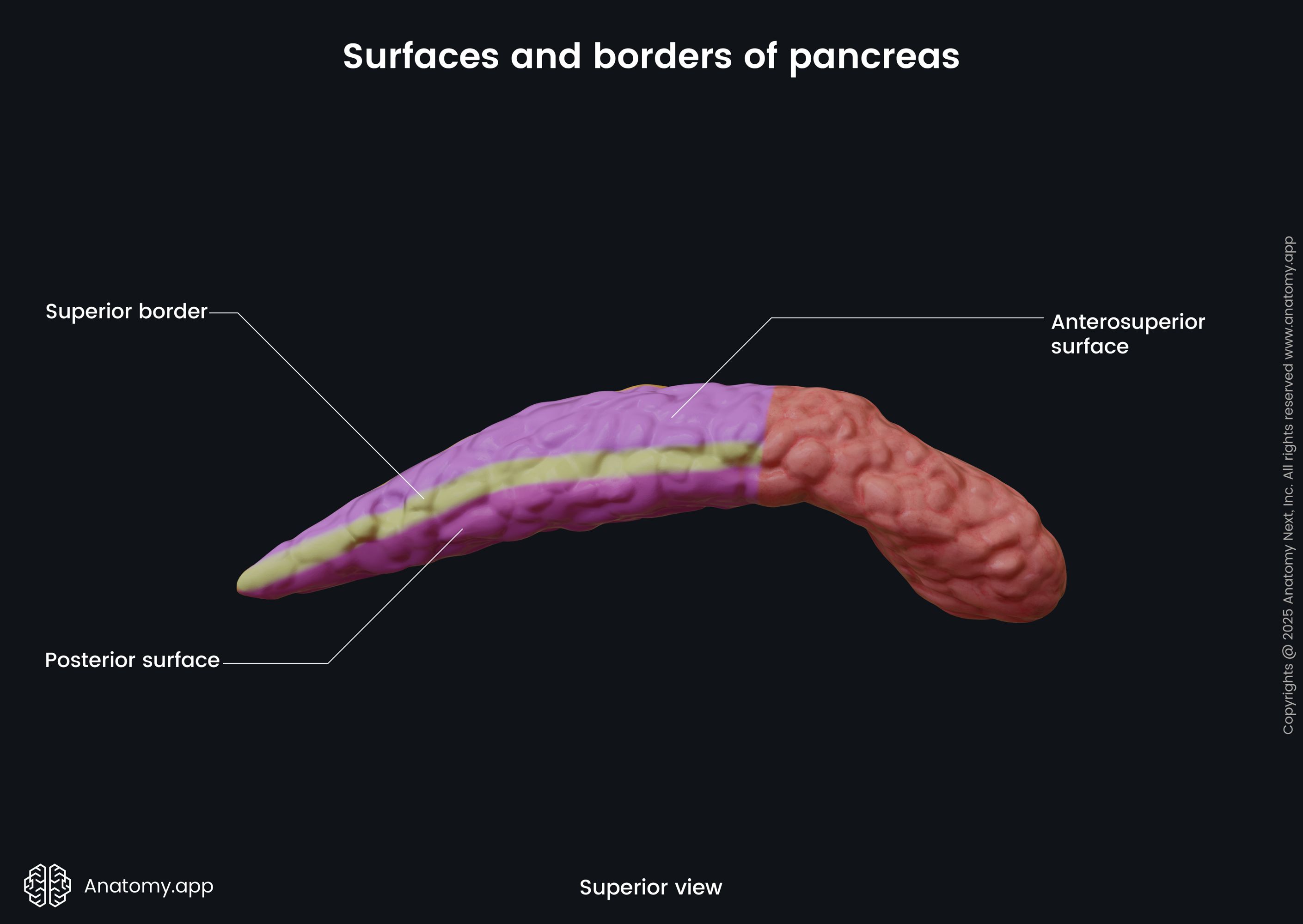 Surfaces and borders of pancreas (superior view)