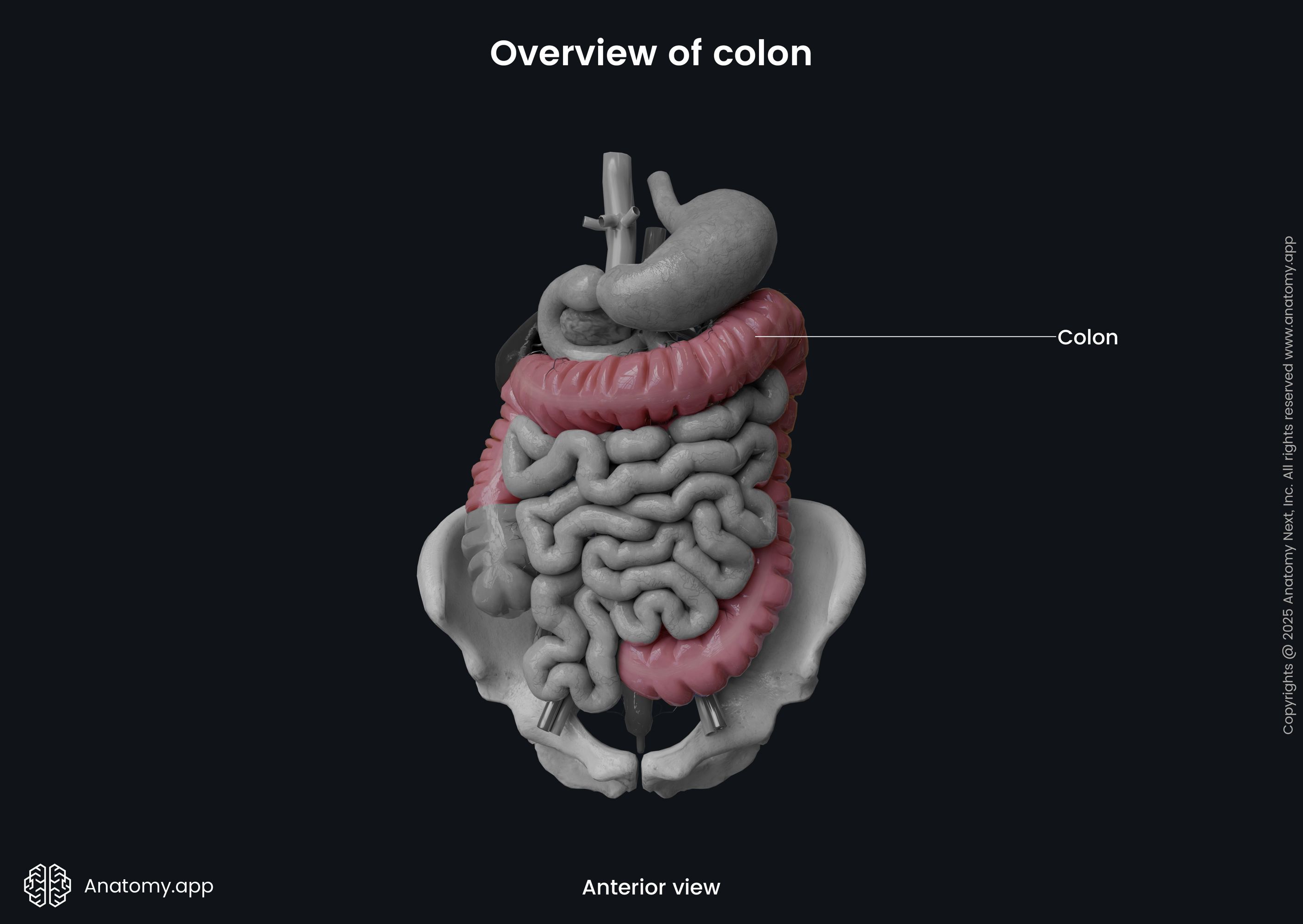 Overview of colon