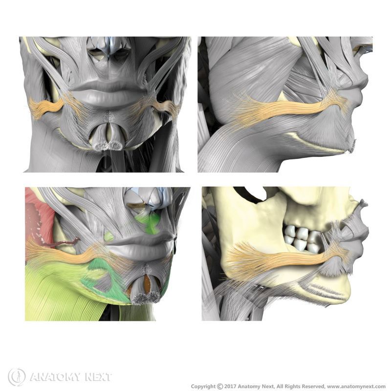 Origin and insertion of risorius, Risorius muscle