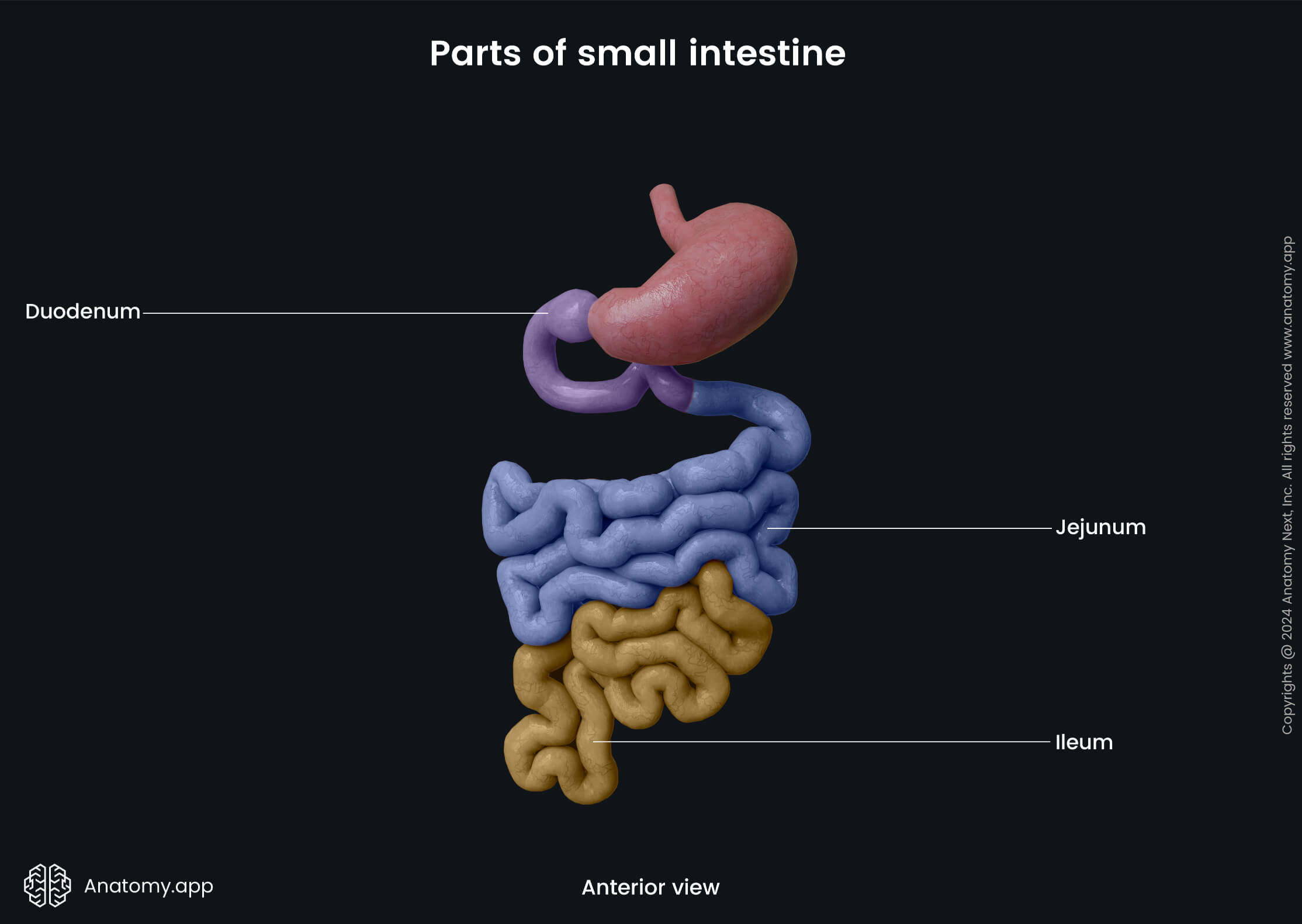 Abdomen, Digestive system, Gastrointestinal tract, Small intestine, Parts, Jejunum, Ileum, Duodenum, Anterior view 