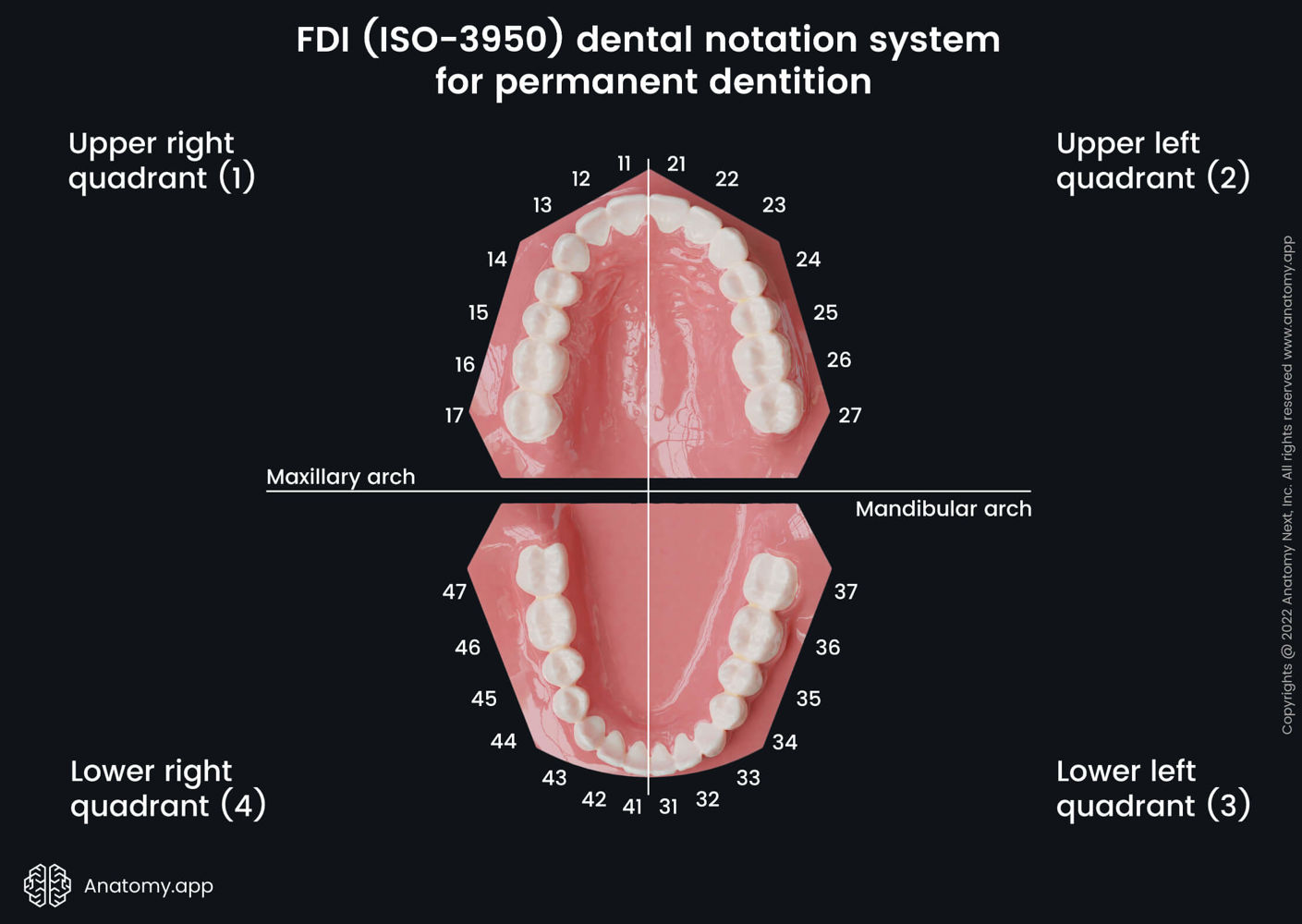 FDI (ISO-3950) dental notation system for permanent dentition | Media ...