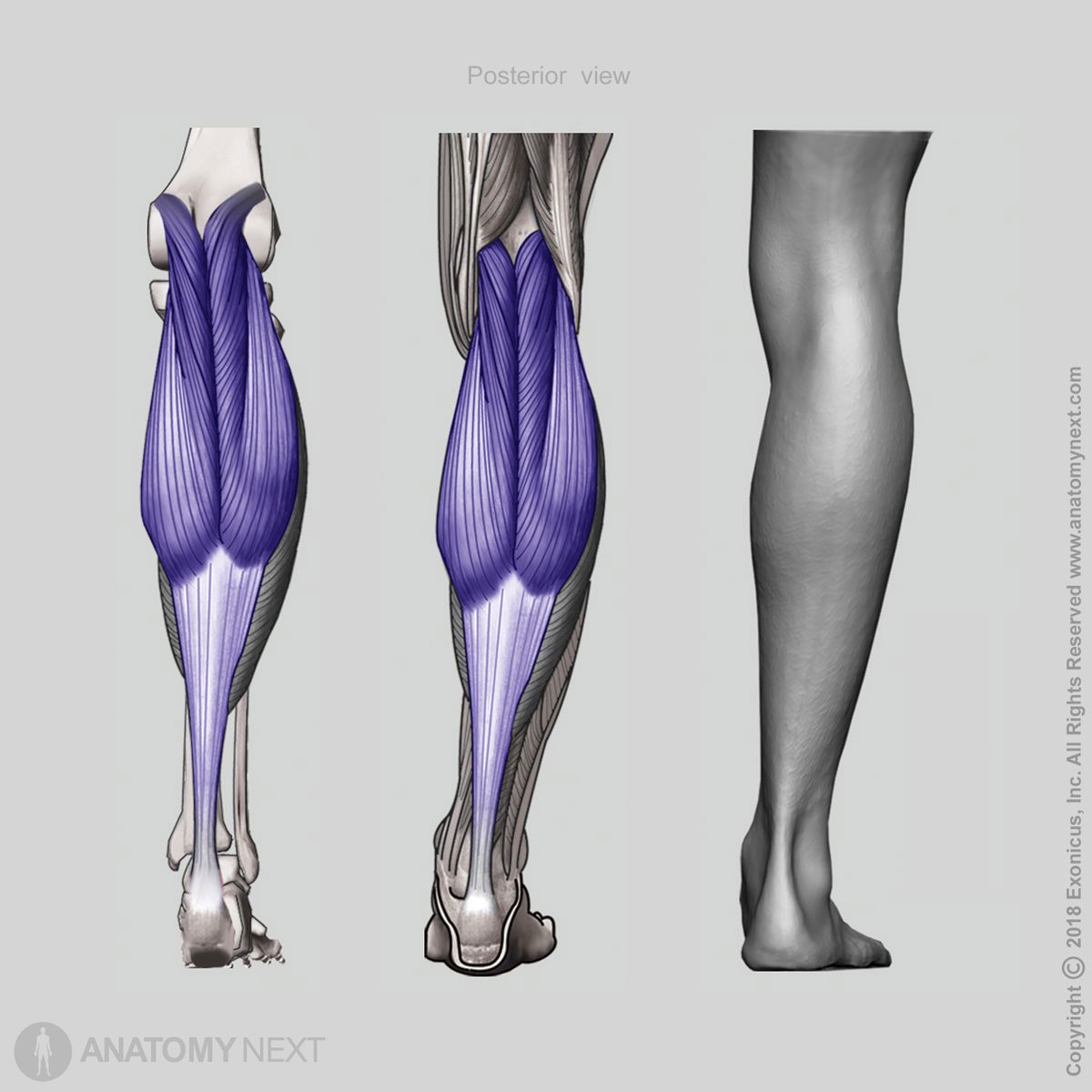 Gastrocnemius, Origin of gastrocnemius, Insertion of gastrocnemius, Superficial layer of posterior leg muscles, Superficial posterior leg muscles, Posterior compartment muscles, Posterior compartment of leg, Leg muscles, Human leg, Posterior view of gastrocnemius