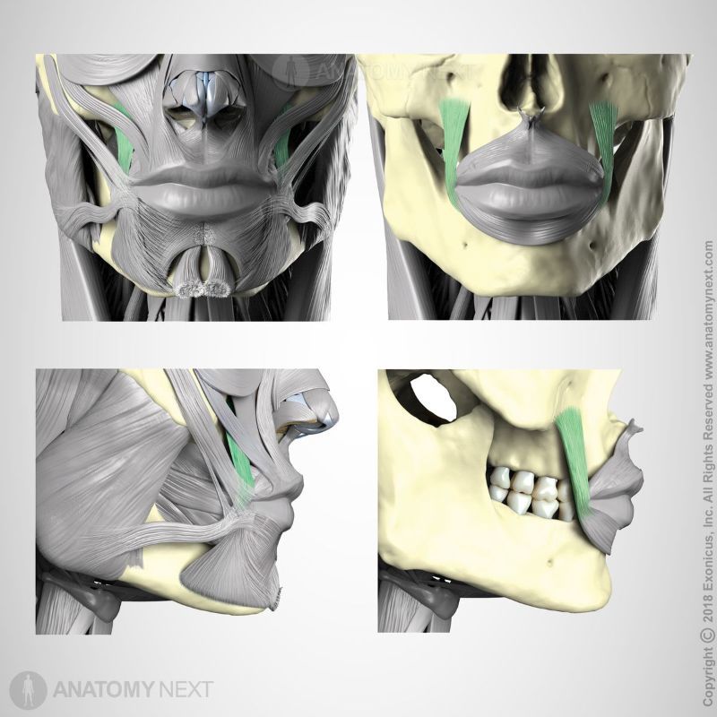 Origin and insertion of levator anguli oris