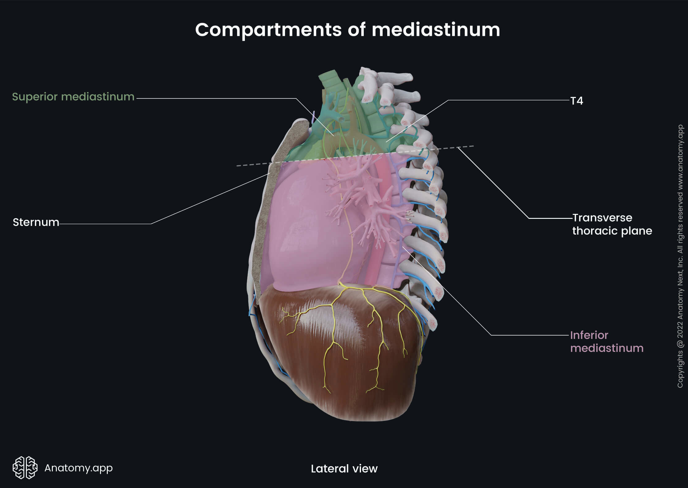 Thorax, Ventral cavity, Thoracic cavity, Mediastinum, Superior mediastinum, Inferior mediastinum, Transverse thoracic plane, Lateral view