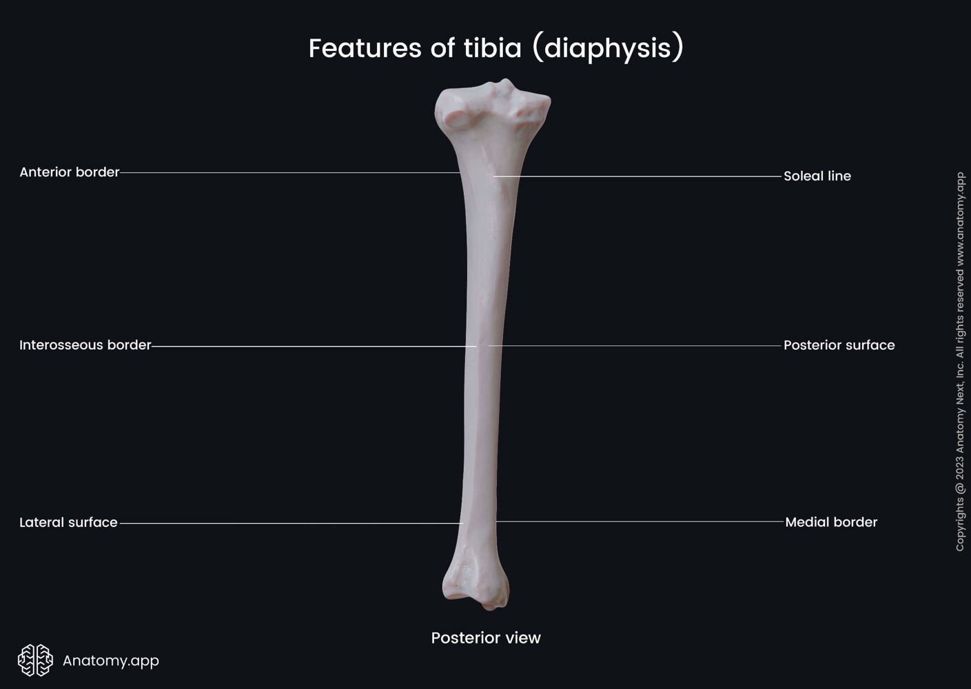 Features of tibia (diaphysis) | Anatomy.app