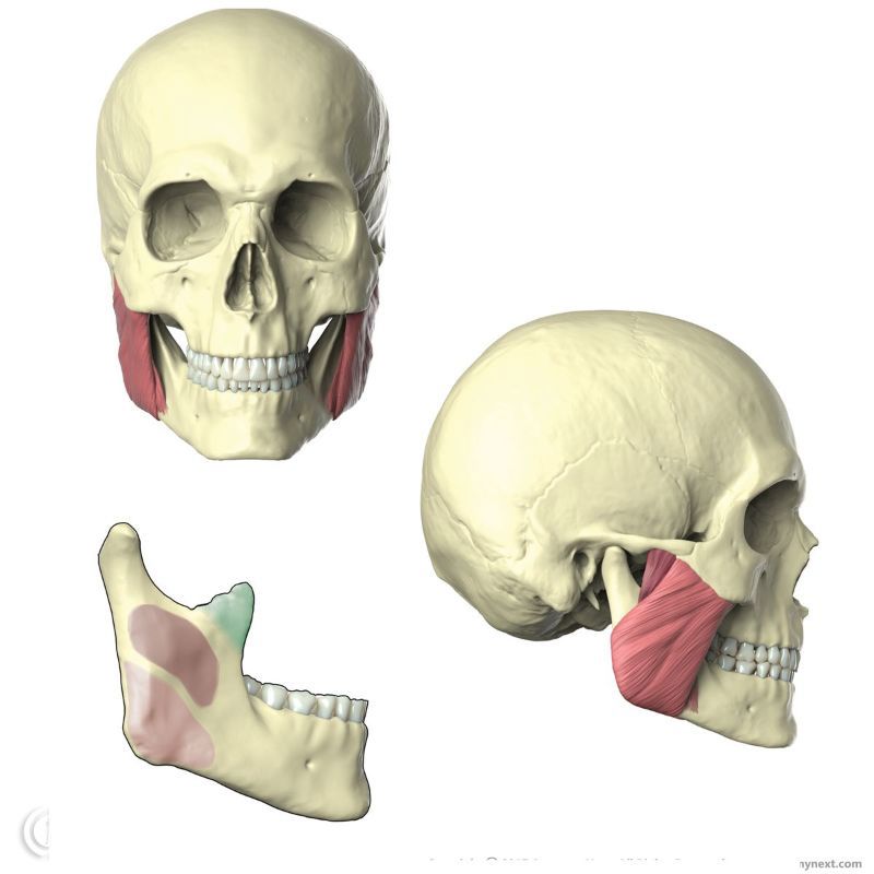 Origin and insertion of masseter muscle, Masseter muscle