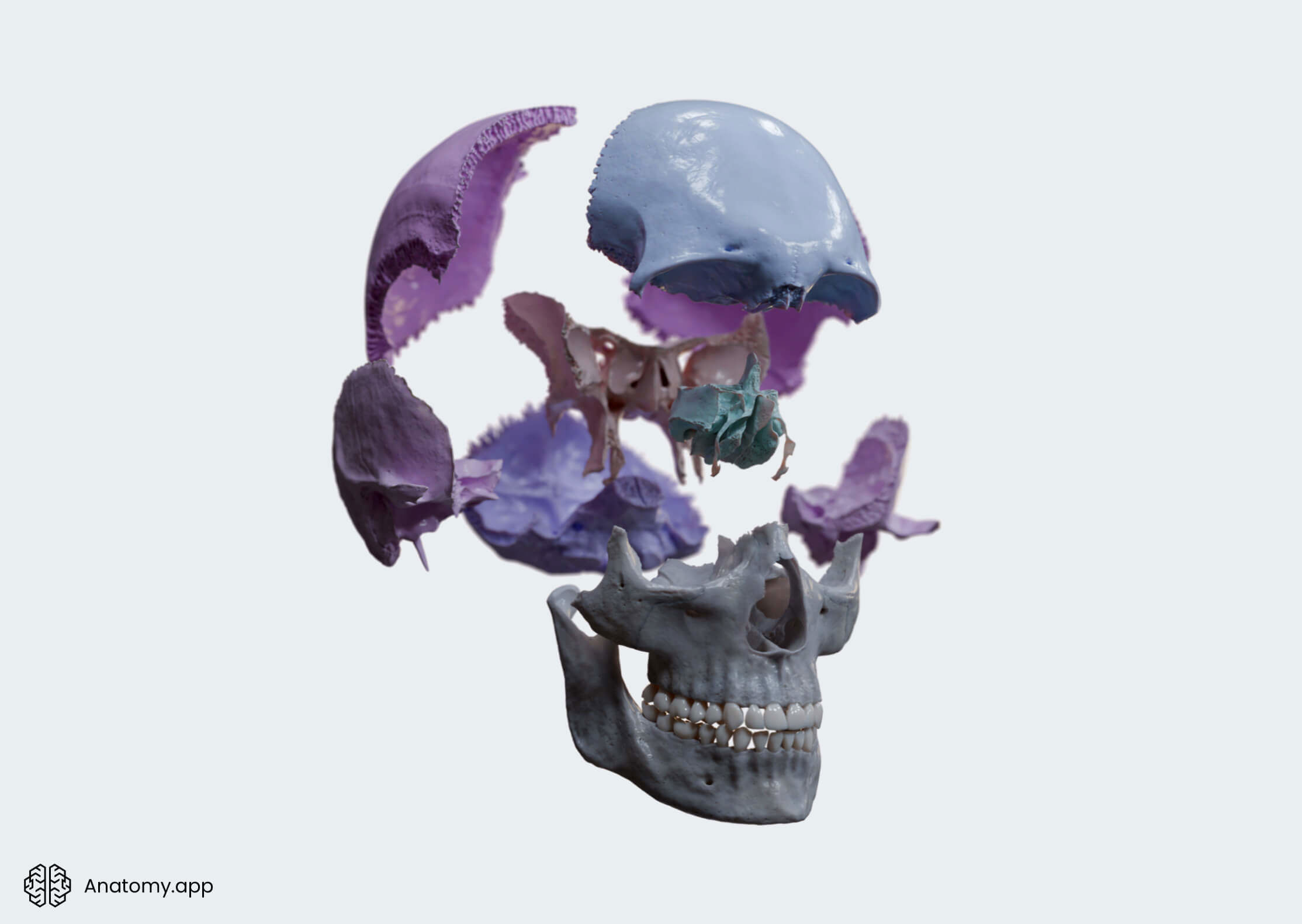 Head and neck, Skeletal system, Skull, Cranium, Cranial bones, Neurocranium, Overview, Anterolateral view