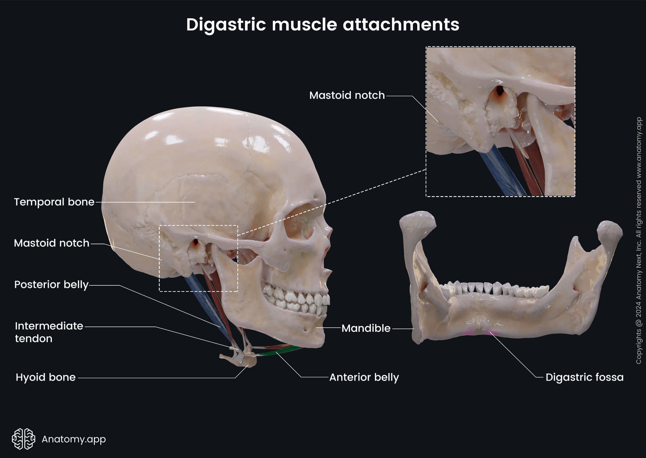 Head and neck, Muscular system, Muscles of mastication, Suprahyoid muscles, Digastric muscle, Intermediate tendon, Bellies, Attachment sites