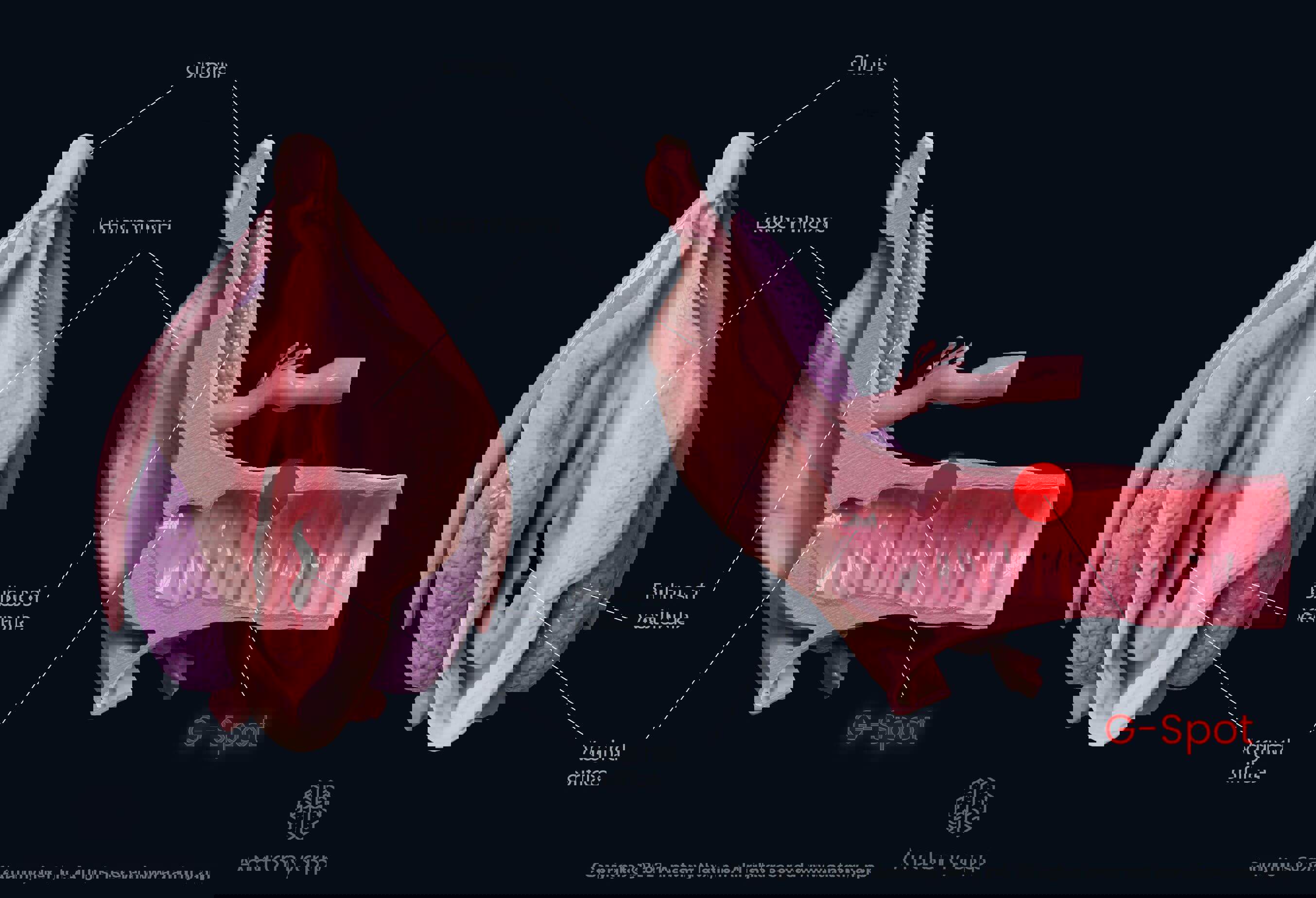 Where is the mans g spot