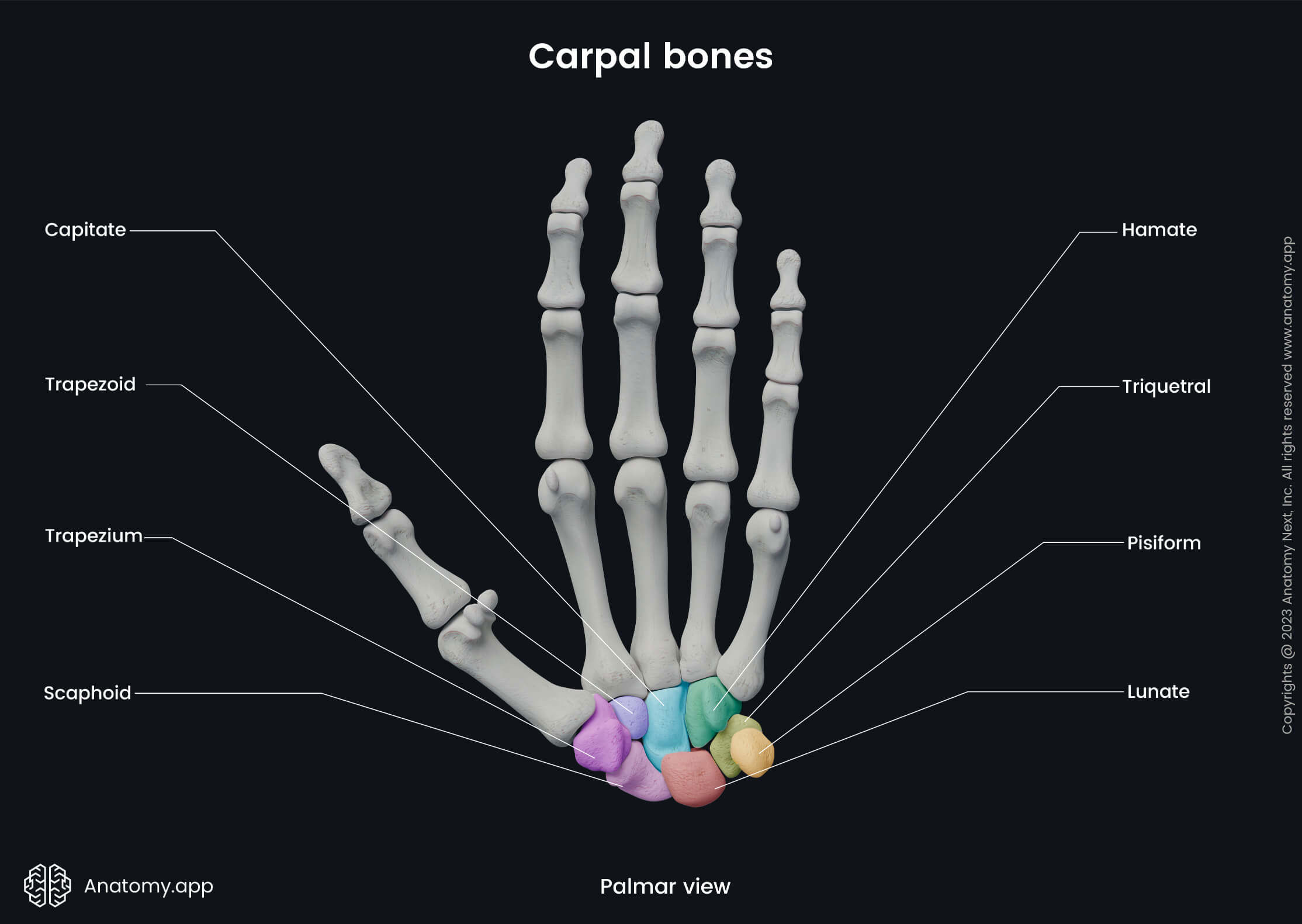 Upper limb, Upper extremity, Skeletal system, Hand bones, Carpals, Carpal bones, Scaphoid, Capitate, Trapezium, Trapezoid, Lunate, Triquetrum, Pisiform, Hamate, Human hand, Human skeleton, Bones of hand, Palmar view