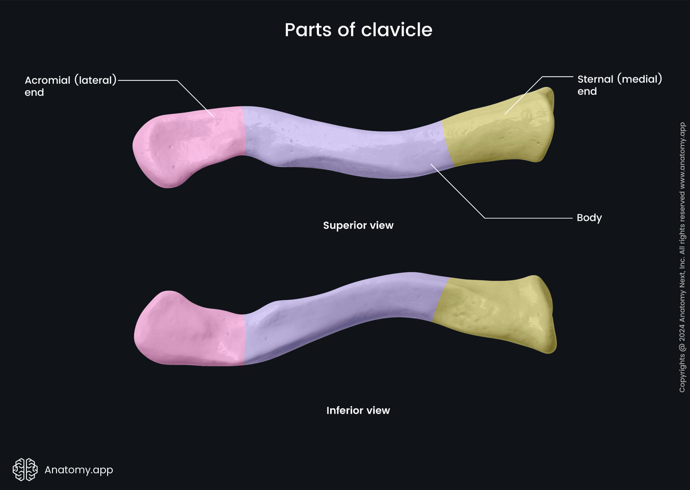 Clavicle, Collarbone, Parts of clavicle, Acromial end of clavicle, Body of clavicle, Sternal end of clavicle, Skeleton of upper limb, Bones of shoulder girdle, Shoulder girdle