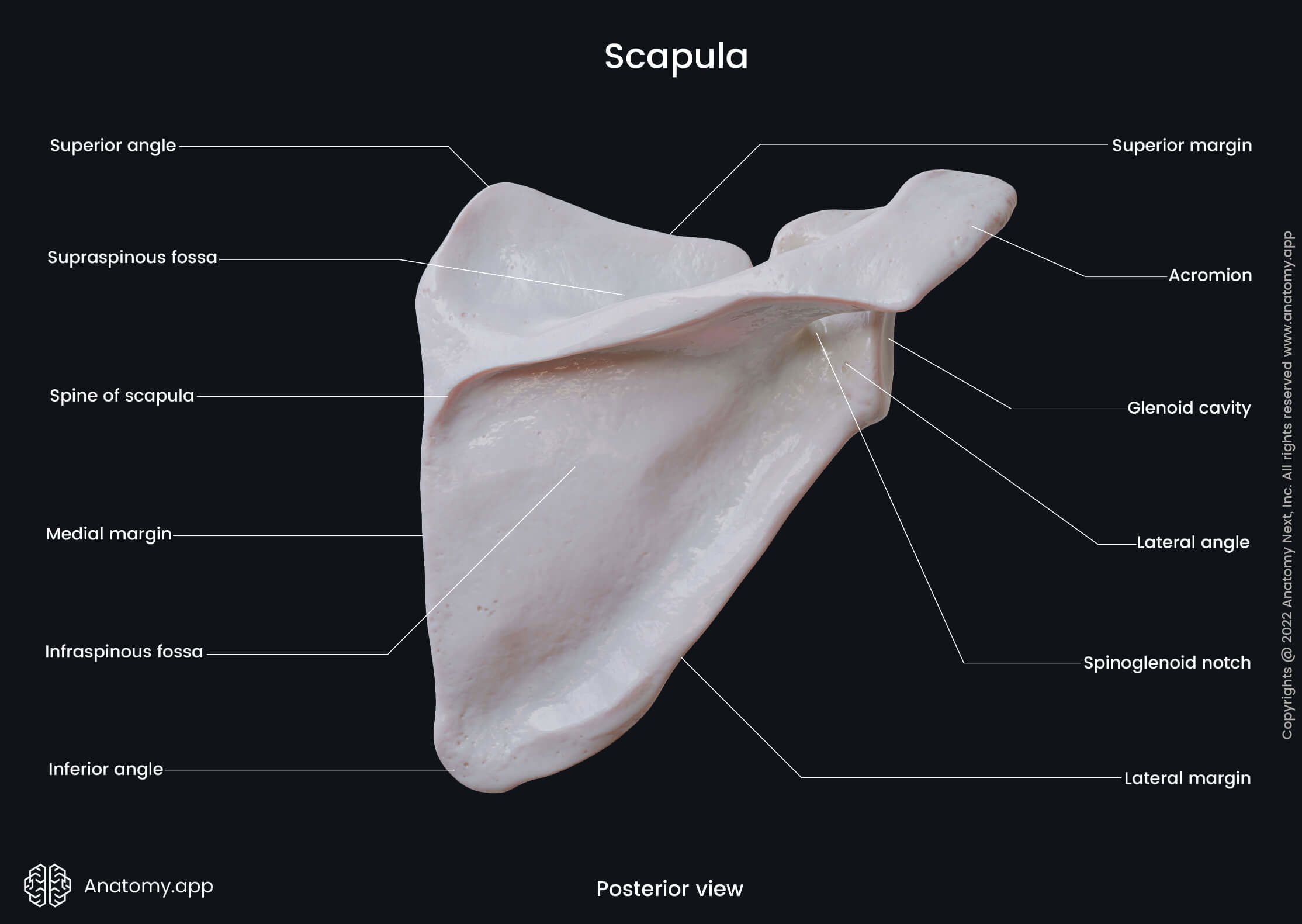 Scapula, Shoulder blade, Posterior surface of scapula, Landmarks of scapula, Skeleton of upper limb, Bones of shoulder girdle, Shoulder girdle