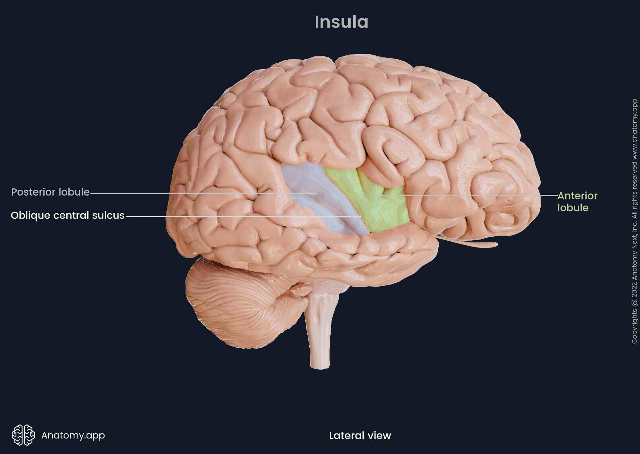 Brain in lateral view, insula, posterior lobule and anterior lobule