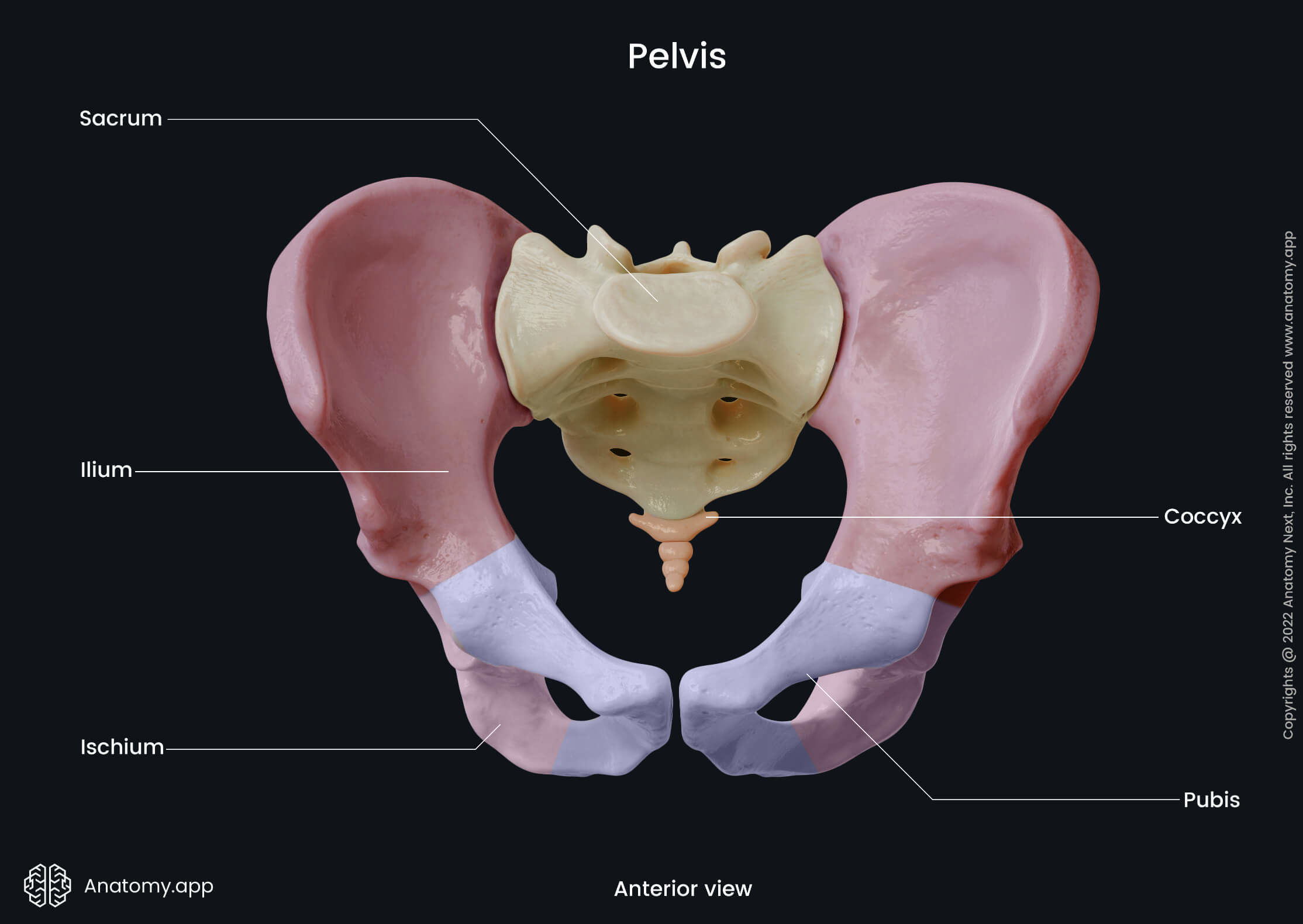 Pelvis, Pelvic bones, Hip bones, Ilium, Ischium, Pubis, Sacrum, Coccyx, Human skeleton, Anterior view of pelvis, Pelvic girdle