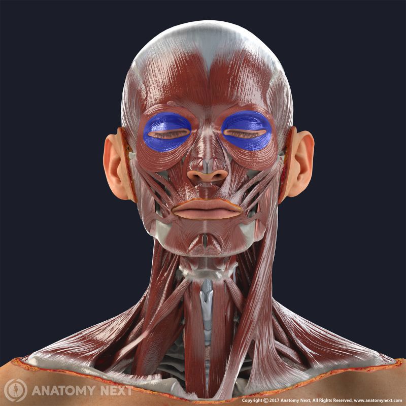 All facial muscles with palpebral part of orbicularis oculi highlighted