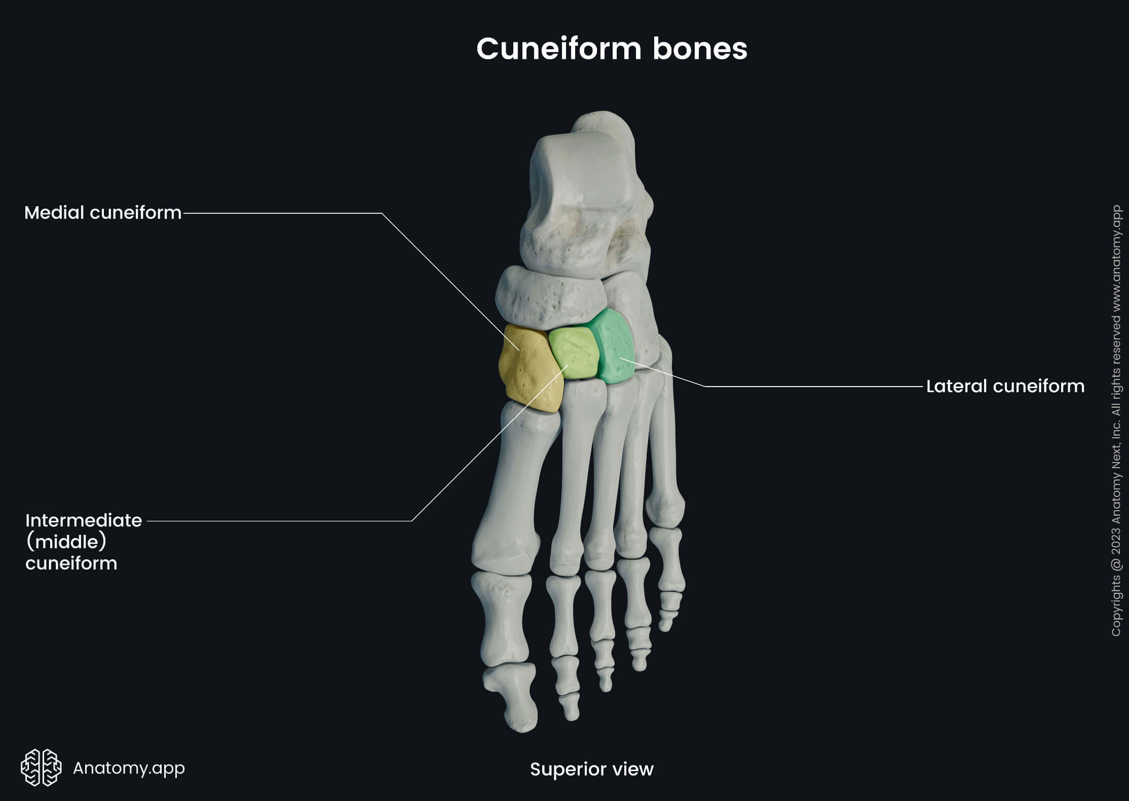 Human foot, Human skeleton, Foot bones, Foot skeleton, Tarsals, Cuneiform bones, Cuneiforms, Medial cuneiform, Intermediate (middle) cuneiform, Lateral cuneiform, Superior view of foot, Dorsal view of foot, Dorsal surface of foot