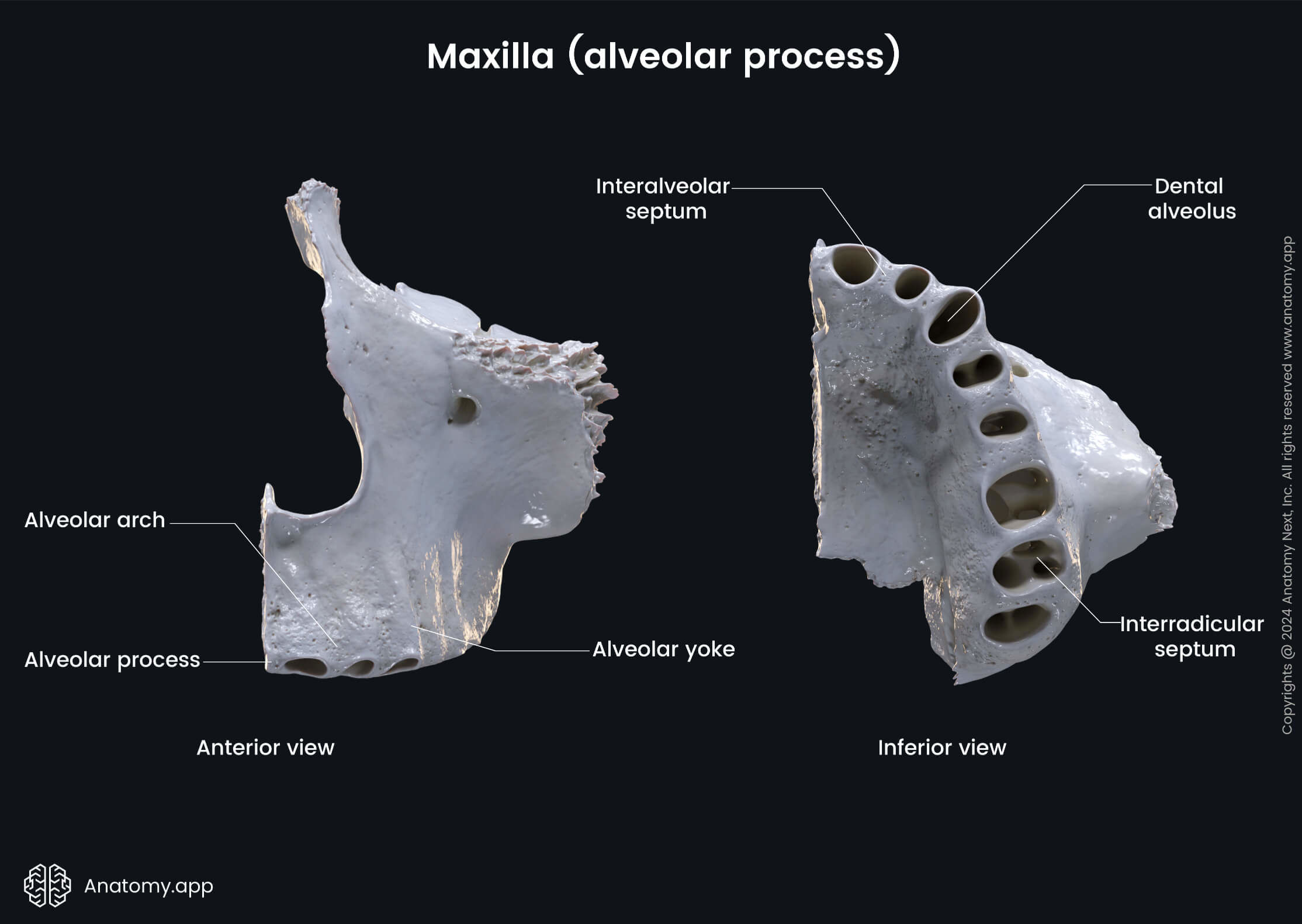 Head and neck, Skull, Viscerocranium, Facial skeleton, Maxilla, Upper jaw, Landmarks of maxilla, Processes of maxilla, Alveolar process, Landmarks of alveolar process, Inferior view, Anterior view