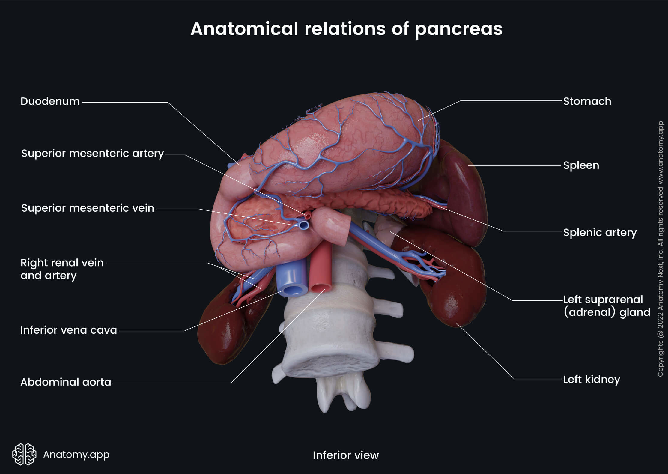 Abdomen, Digestive system, Gastrointestinal tract, Pancreas, Relations, Stomach, Duodenum, Spleen, Kidneys, Inferior view