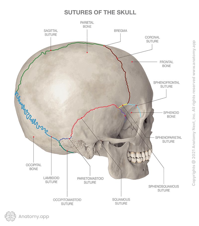 Sutures of skull, Bregma, coronal suture, sagittal suture, sphenofrontal suture, lamboid suture, squamous suture, occipitomastoid suture, 