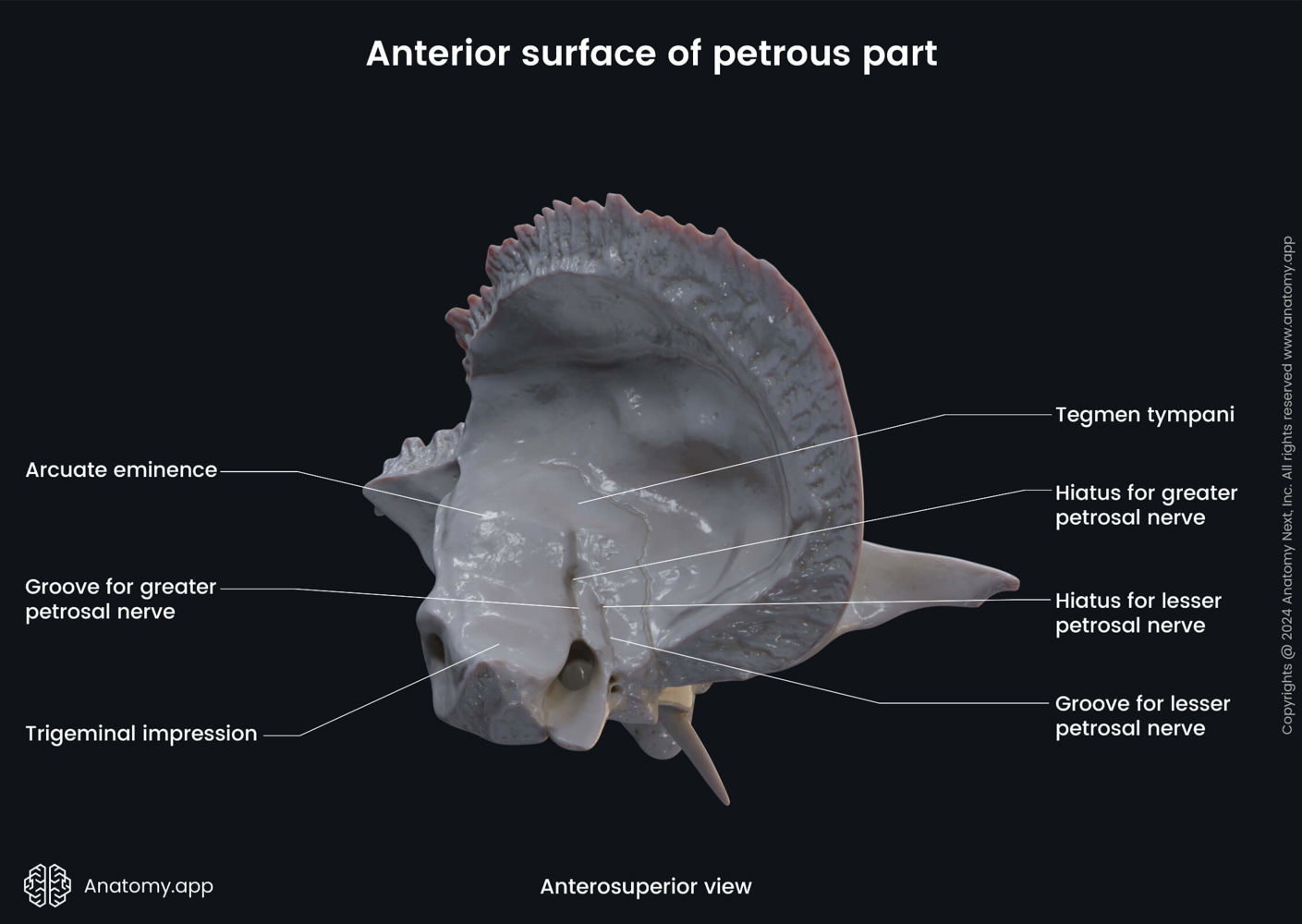 Anterior surface of petrous part (temporal bone) | Media Library ...