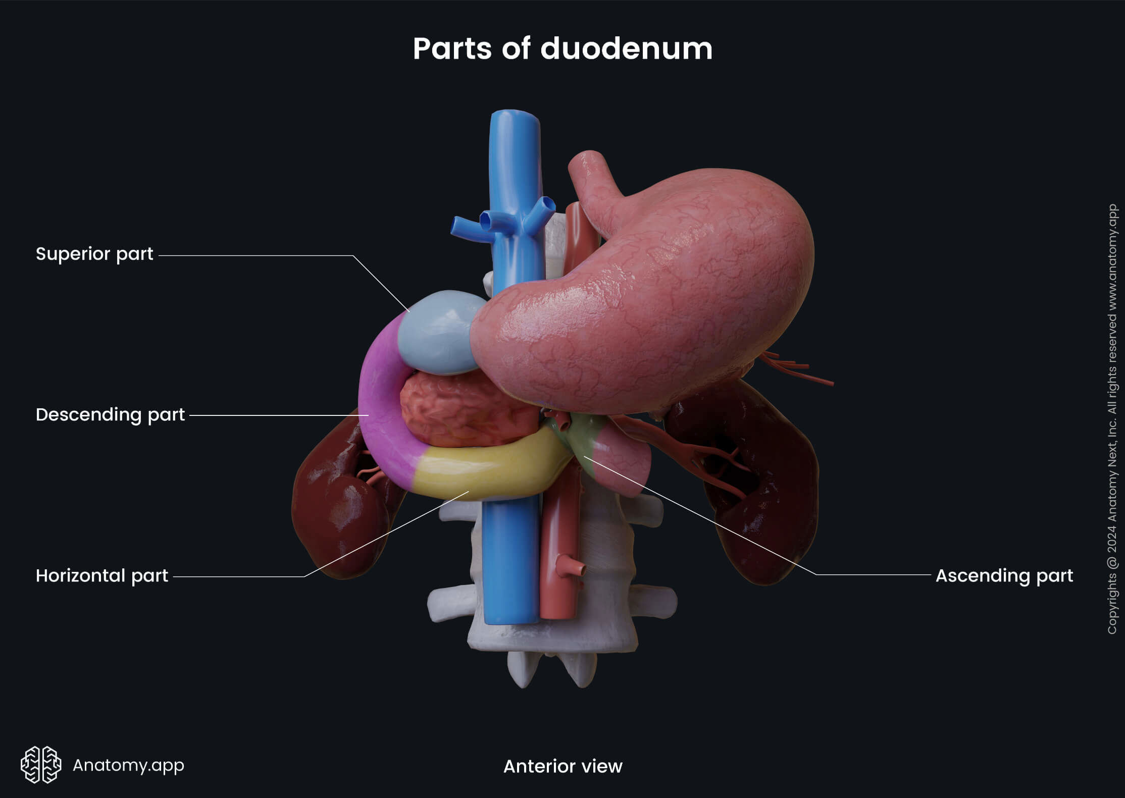 Abdomen, Digestive system, Gastrointestinal tract, Intestines, Small intestine, Duodenum, Parts, Anterior view