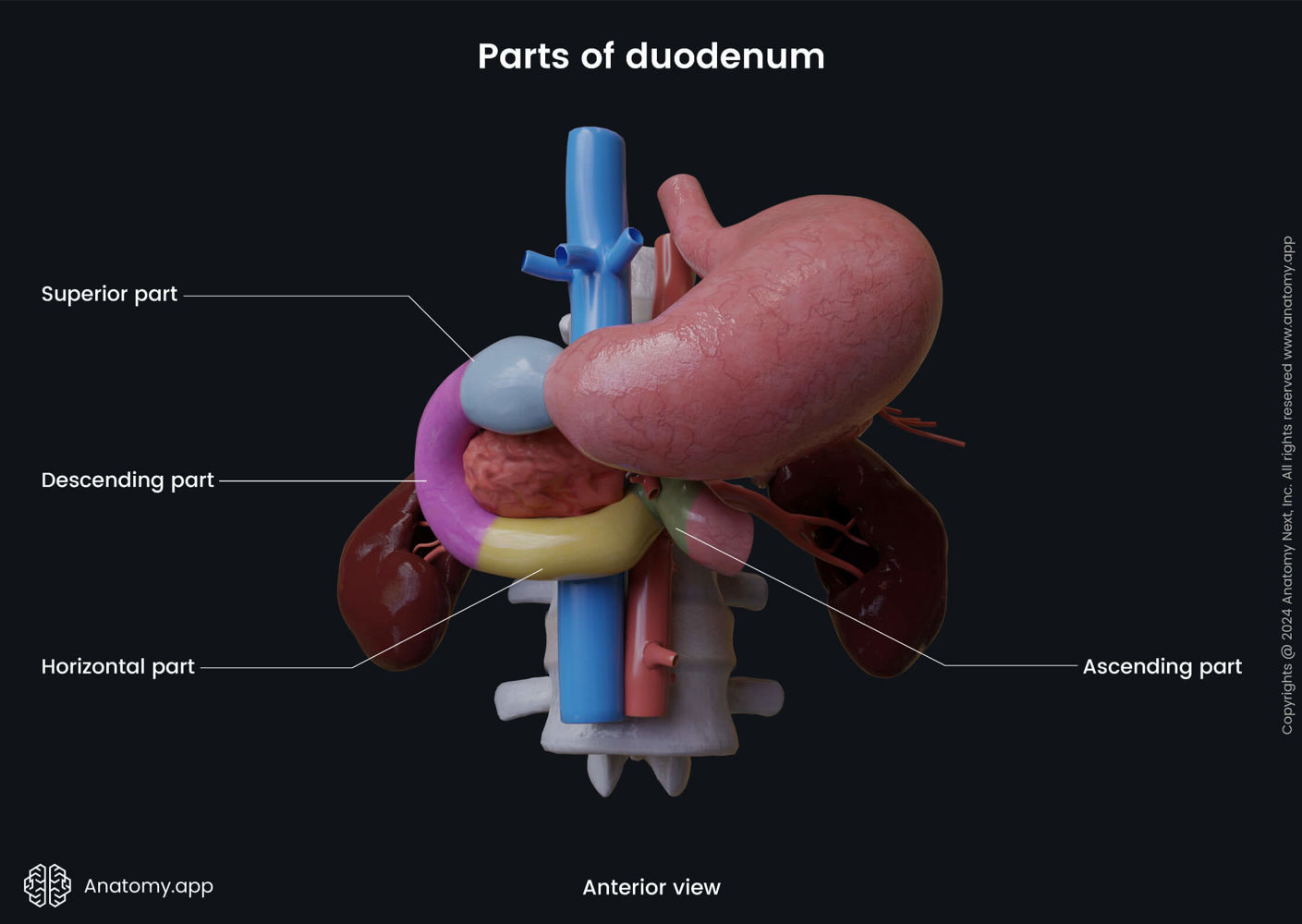 Parts of duodenum | Media Library | Anatomy.app | Learn anatomy | 3D ...