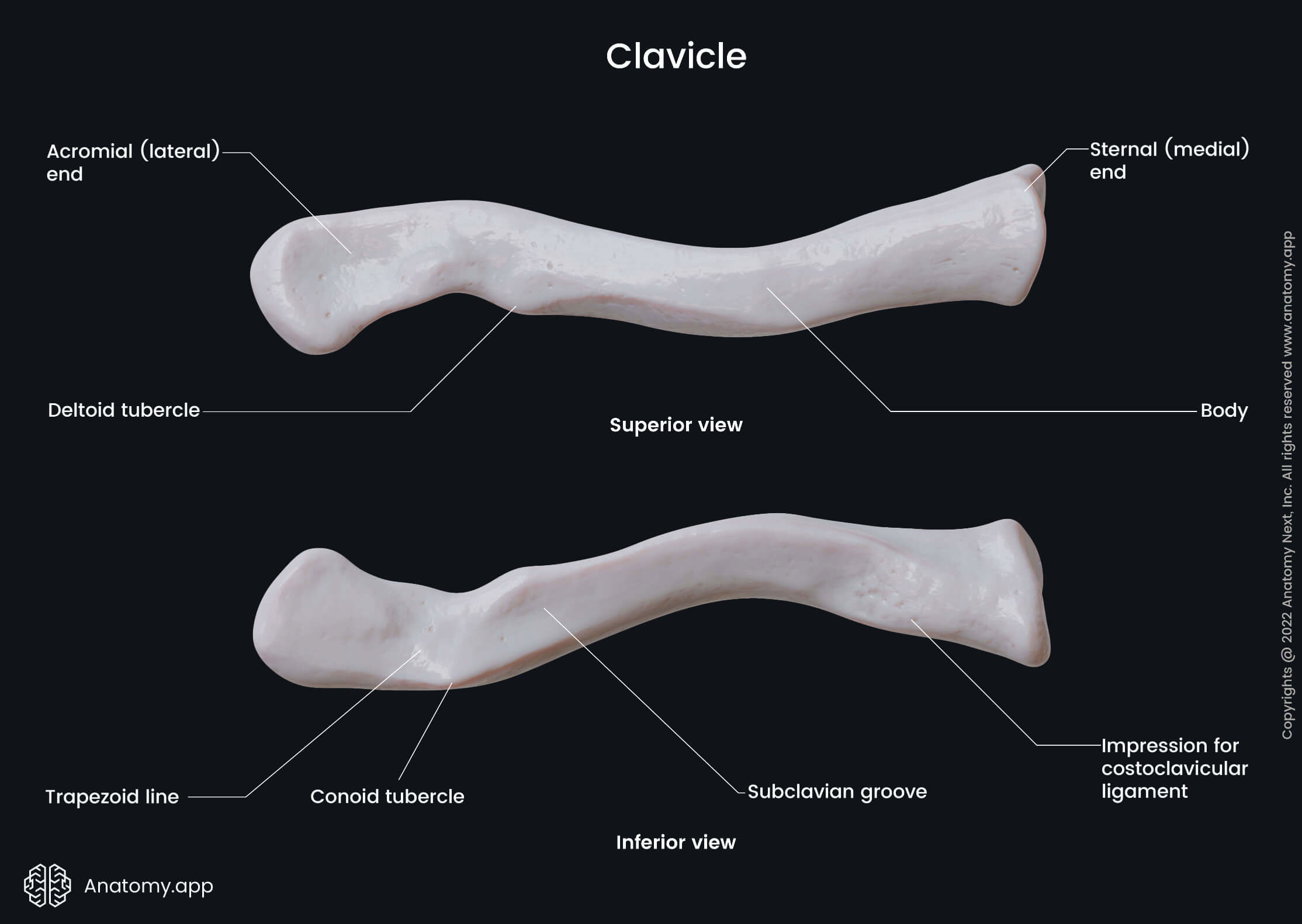 Clavicle, Collarbone, Landmarks of clavicle, Parts of clavicle, Skeleton of upper limb, Bones of shoulder girdle, Shoulder girdle, Superior view, Inferior view