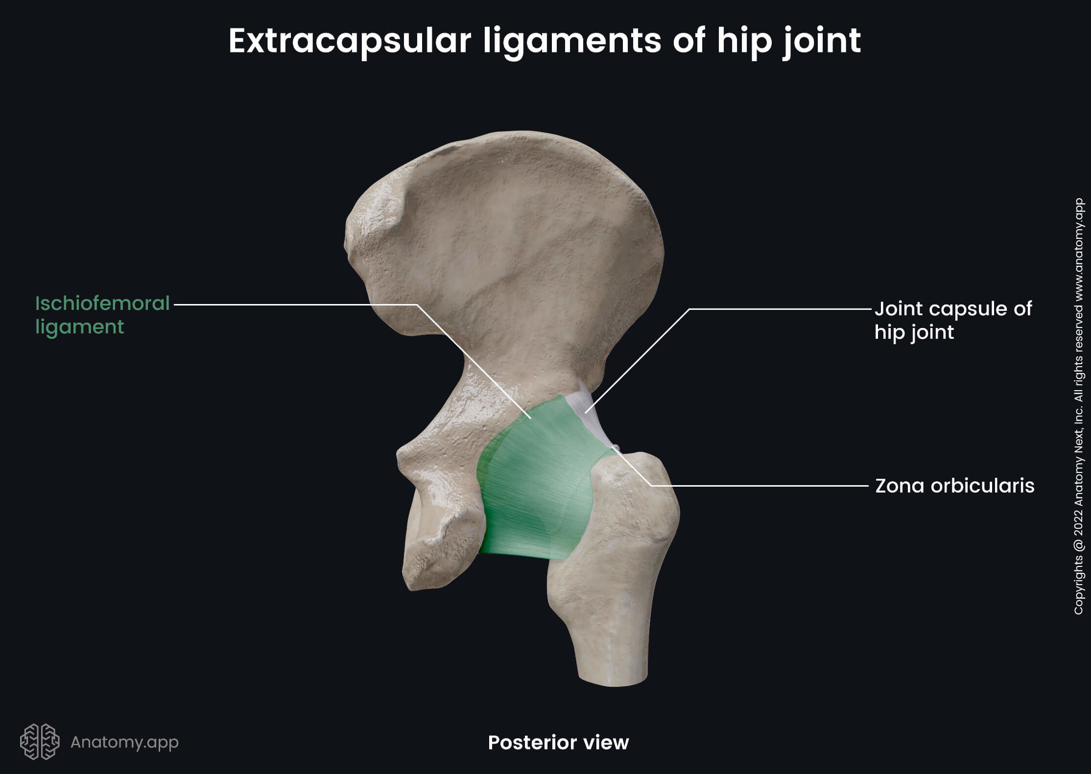 Hip joint, Extracapsular ligaments, Posterior view, Hip bone, Femur