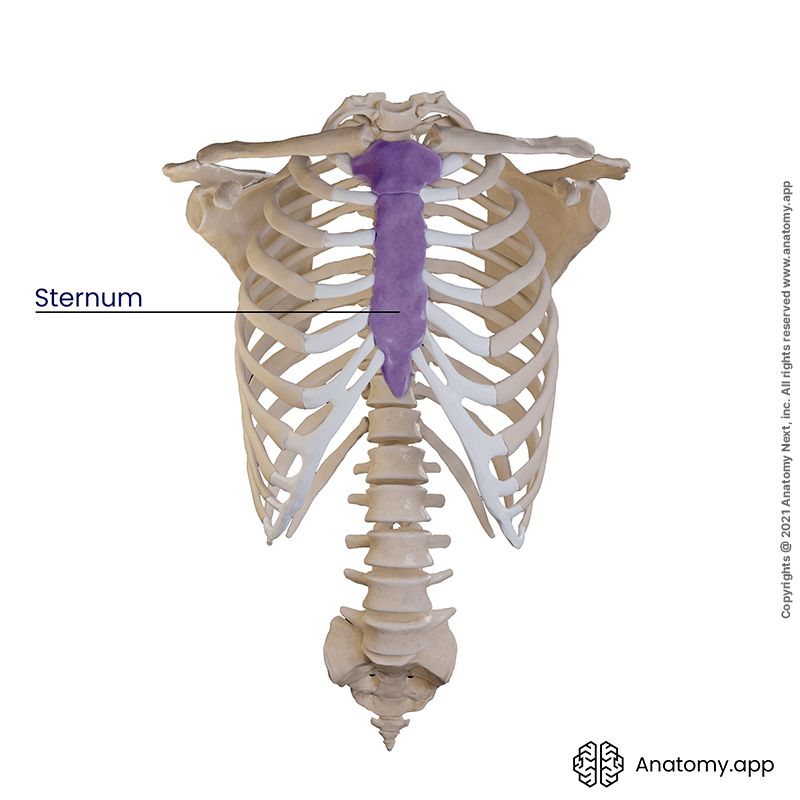 Thoracic cage (rib cage), sternum (colored purple)