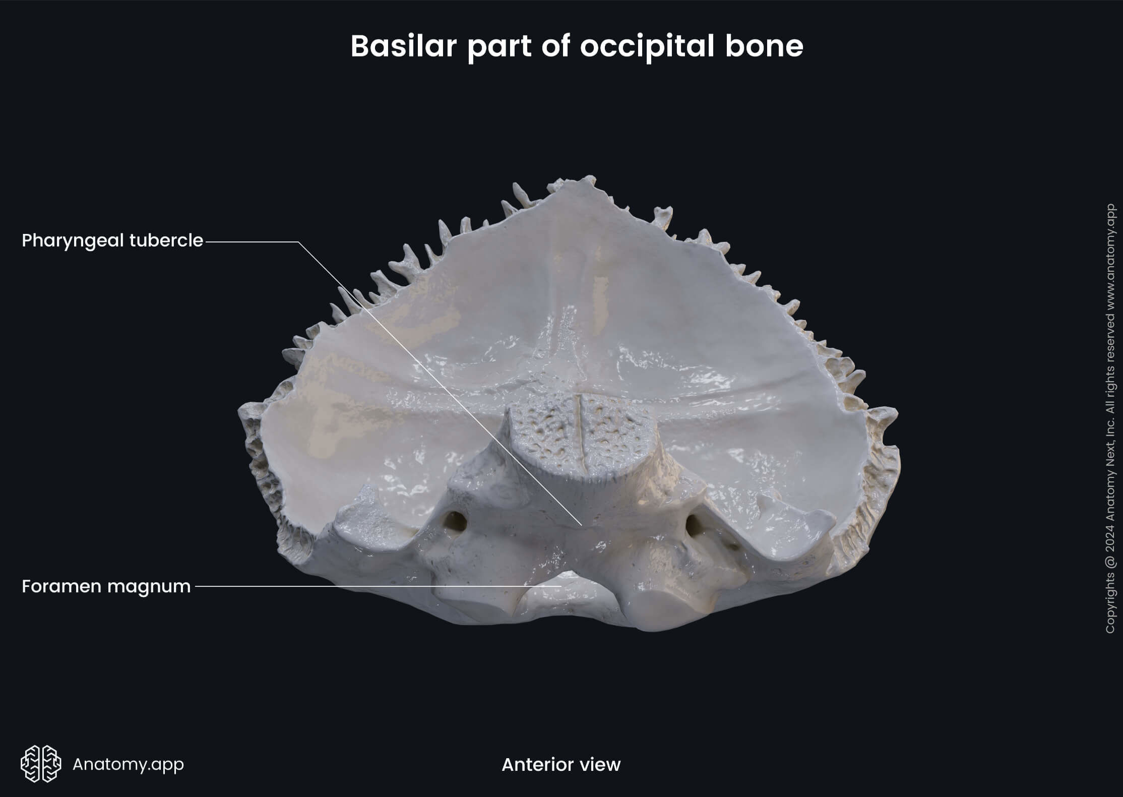 Head and neck, Skeletal system, Cranium, Skull, Neurocranium bones, Occipital bone, Basilar part, Landmarks, Anterior view