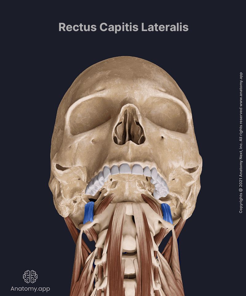 Rectus capitis lateralis, Prevertebral muscles, Anterior neck muscles, Neck muscles, Deep cervical muscles, Anterior view, Rectus capitis lateralis muscle colored blue