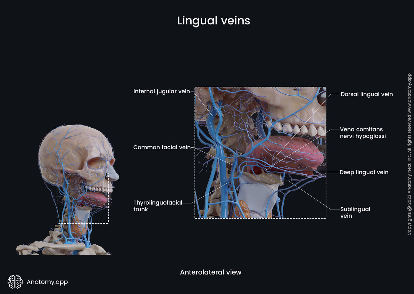 Lingual veins | Media Library | Anatomy.app | Learn anatomy | 3D models ...