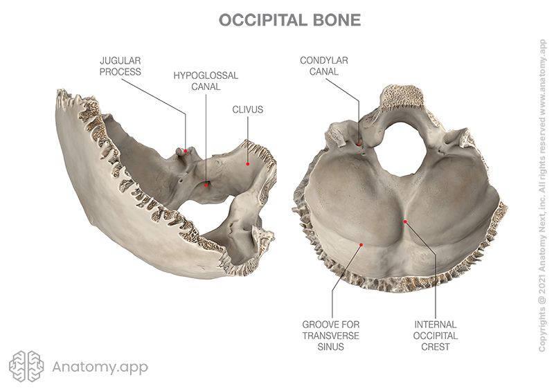 Occipital bone, anatomical landmarks, side view and superior view