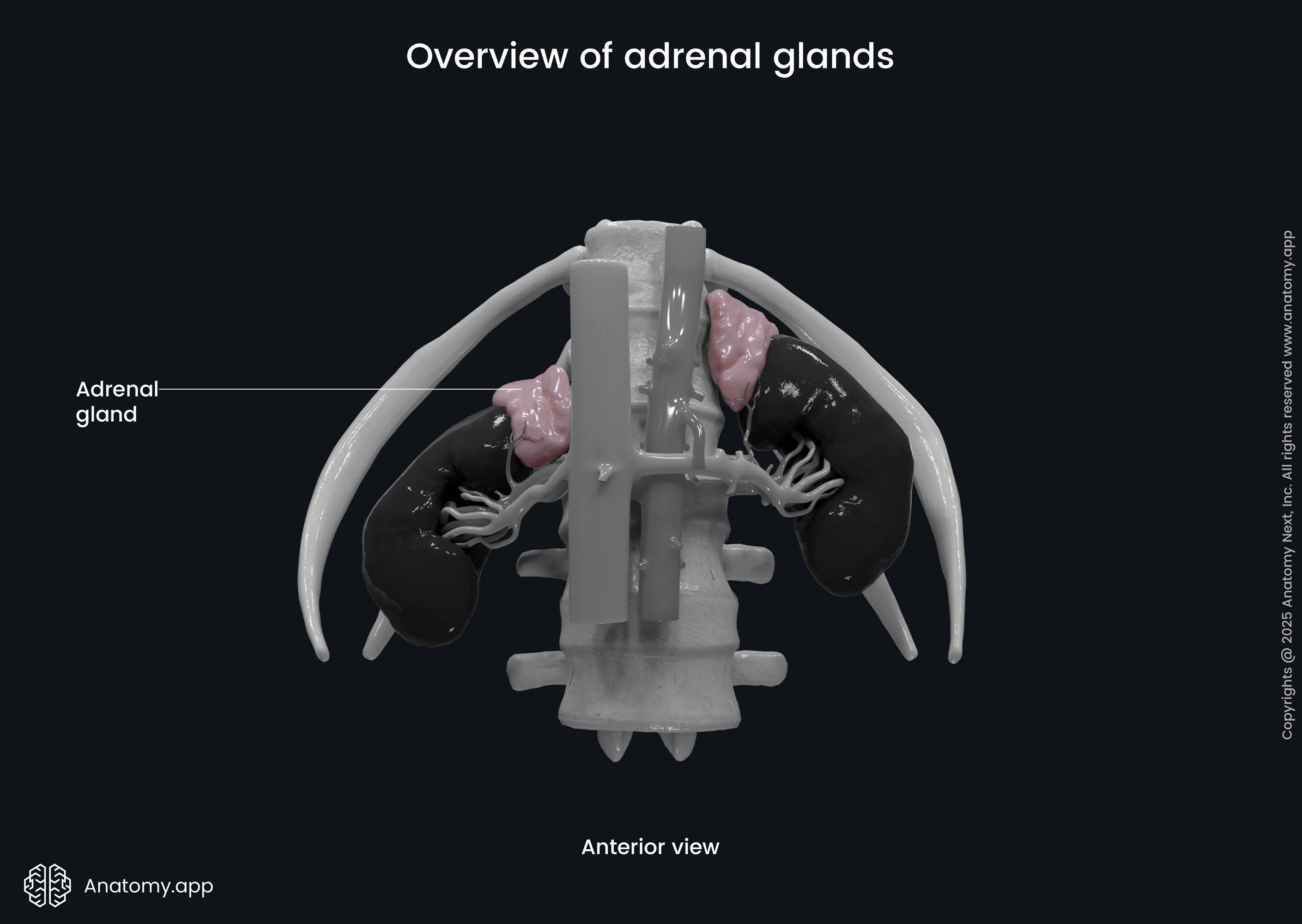 Overview of adrenal glands