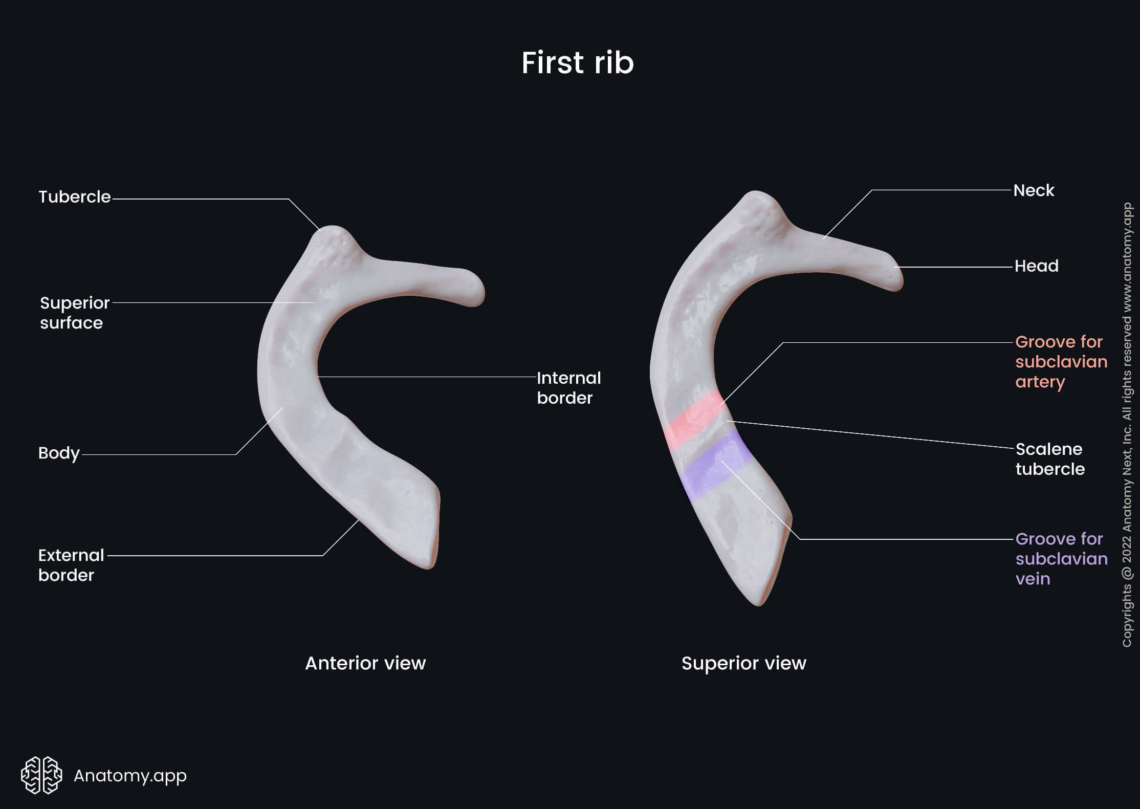 Thorax, Ribs, Atypical ribs, First rib, Landmarks of ribs, Human rib, Anterior view of first rib, Superior view of first rib, Head of rib, Neck of rib, Tubercle of rib