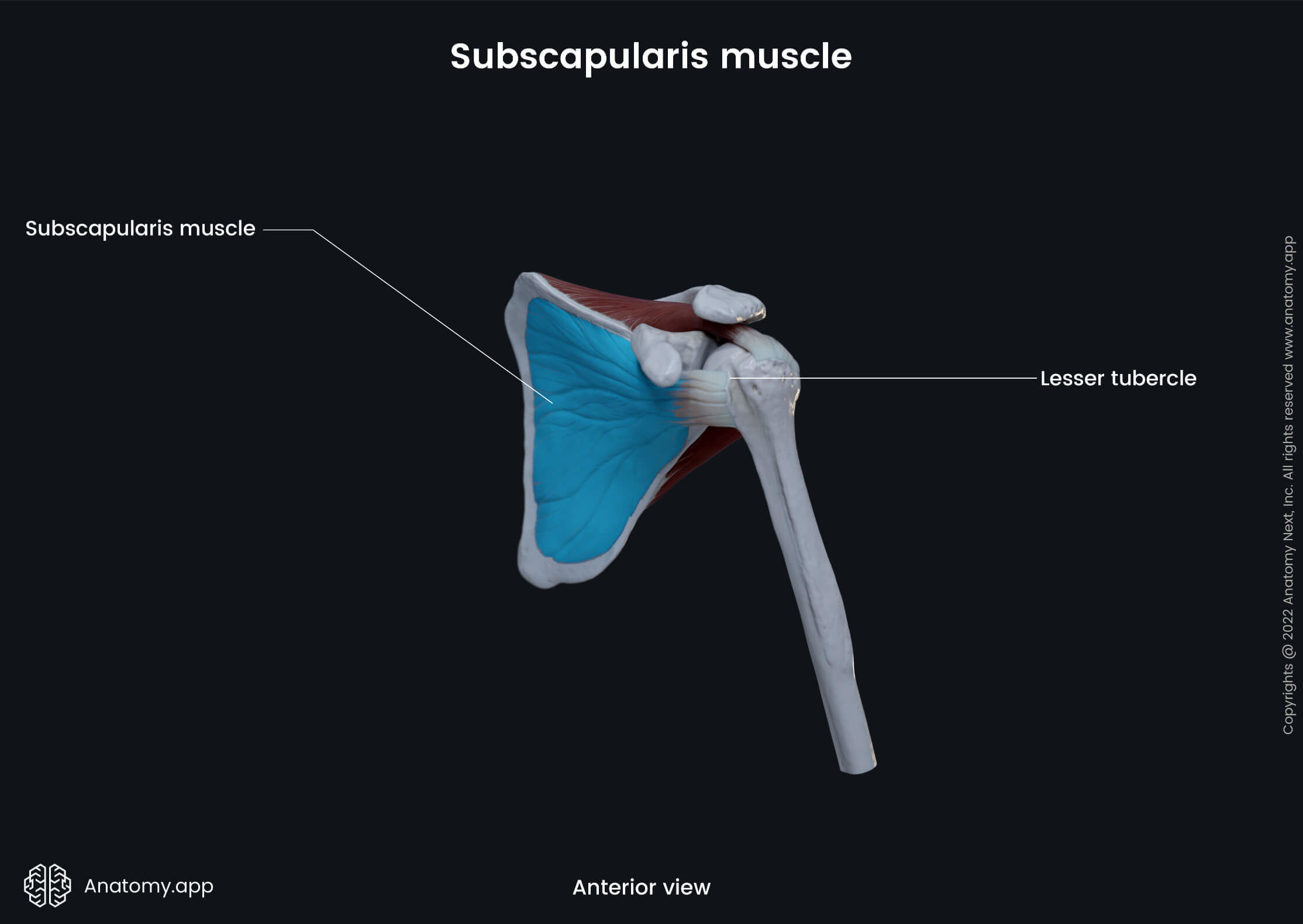 Upper extremity, upper limb, muscular system, rotator cuff, subscapularis, anterior view