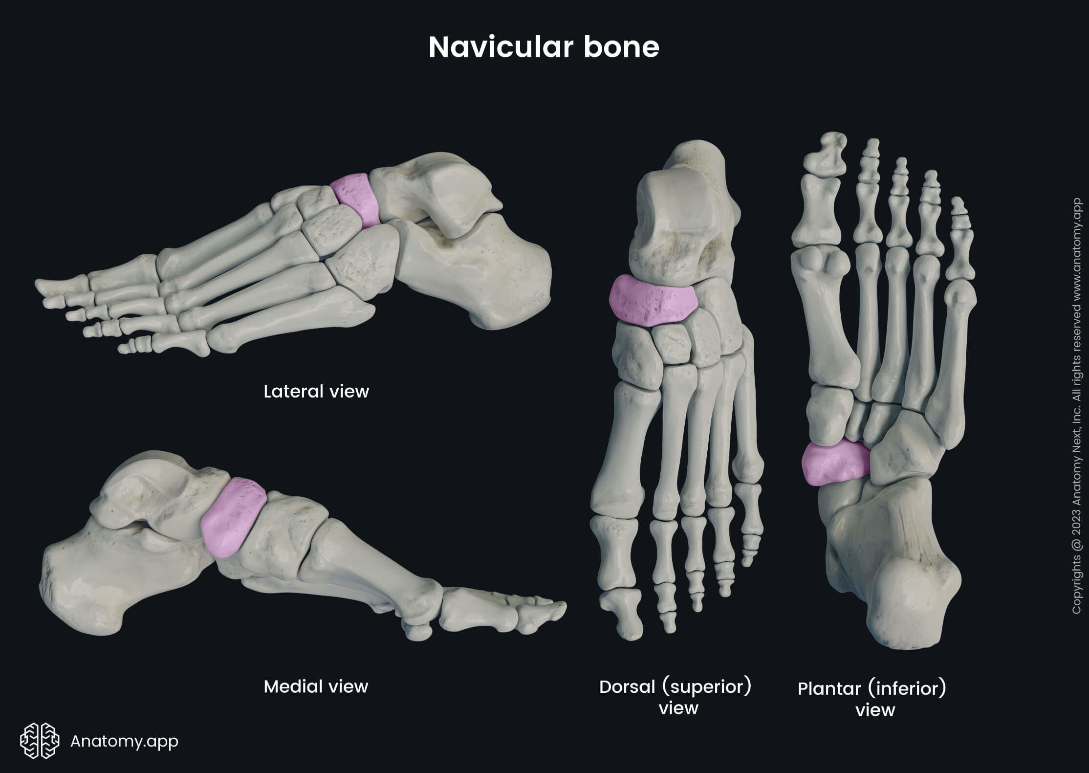 Human skeleton, Human foot, Foot bones, Skeleton of foot, Navicular bone, Tarsals, Lateral view of navicular bone, Dorsal view of navicular bone, Plantar view of navicular bone, Medial view of navicular bone, Inferior view of navicular bone, Superior view of navicular bone, Skeleton of lower limb