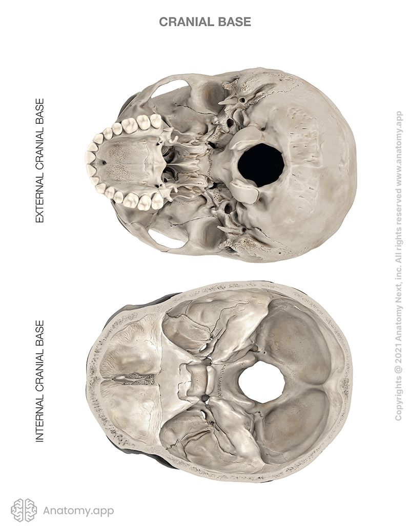 Cranial base, external cranial base, internal cranial base