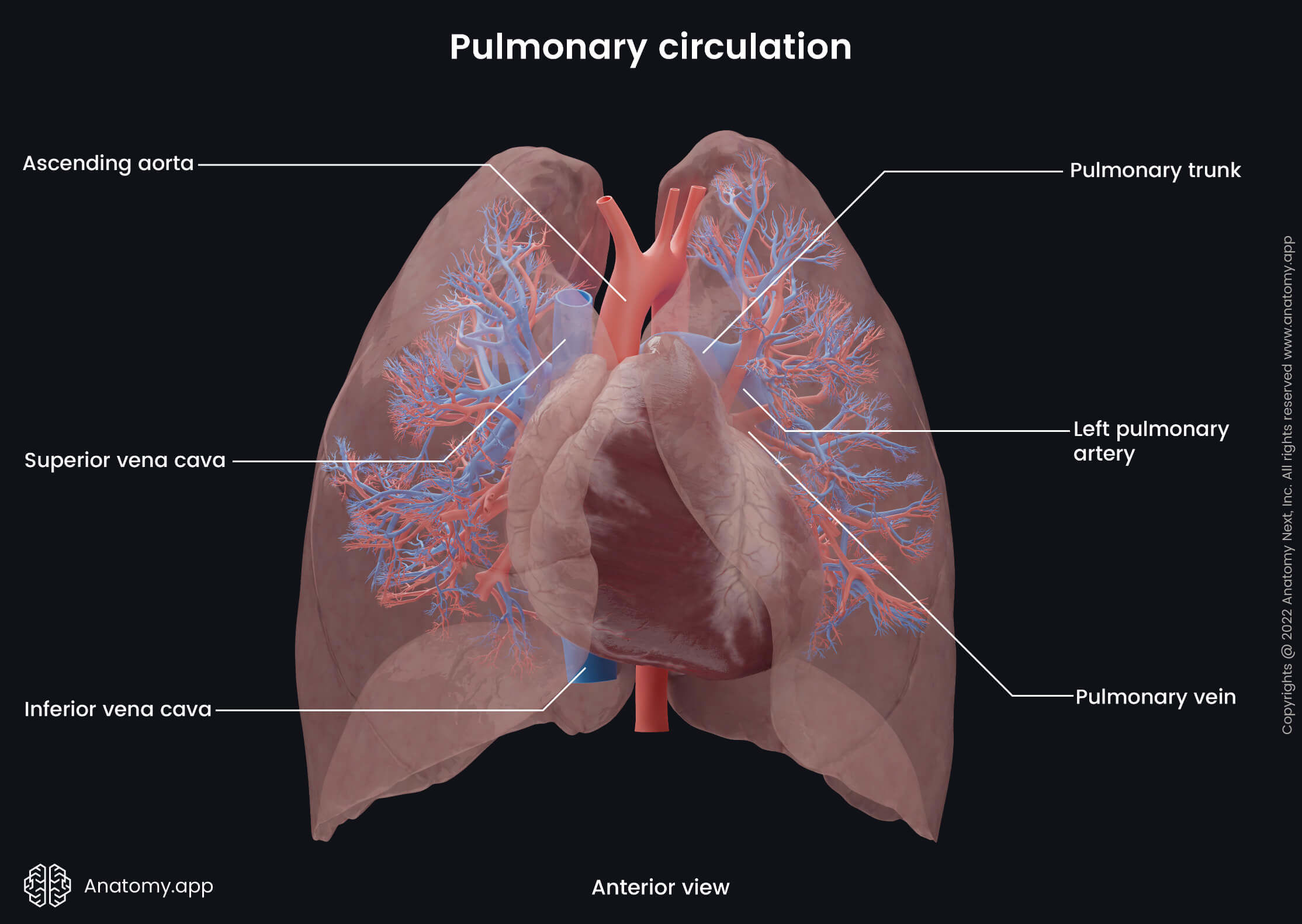 Lungs, Pulmonary circulation, Pulmonary arteries, Pulmonary veins, Anterior view, Heart