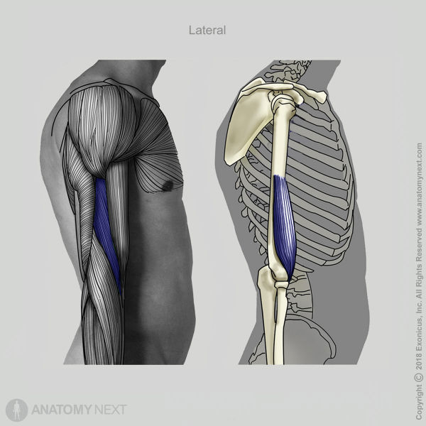 Brachialis, Muscles of upper arm, Arm muscles, Anterior compartment muscles of upper arm, Anterior compartment muscles, Muscles of upper limb, Lateral view of brachialis