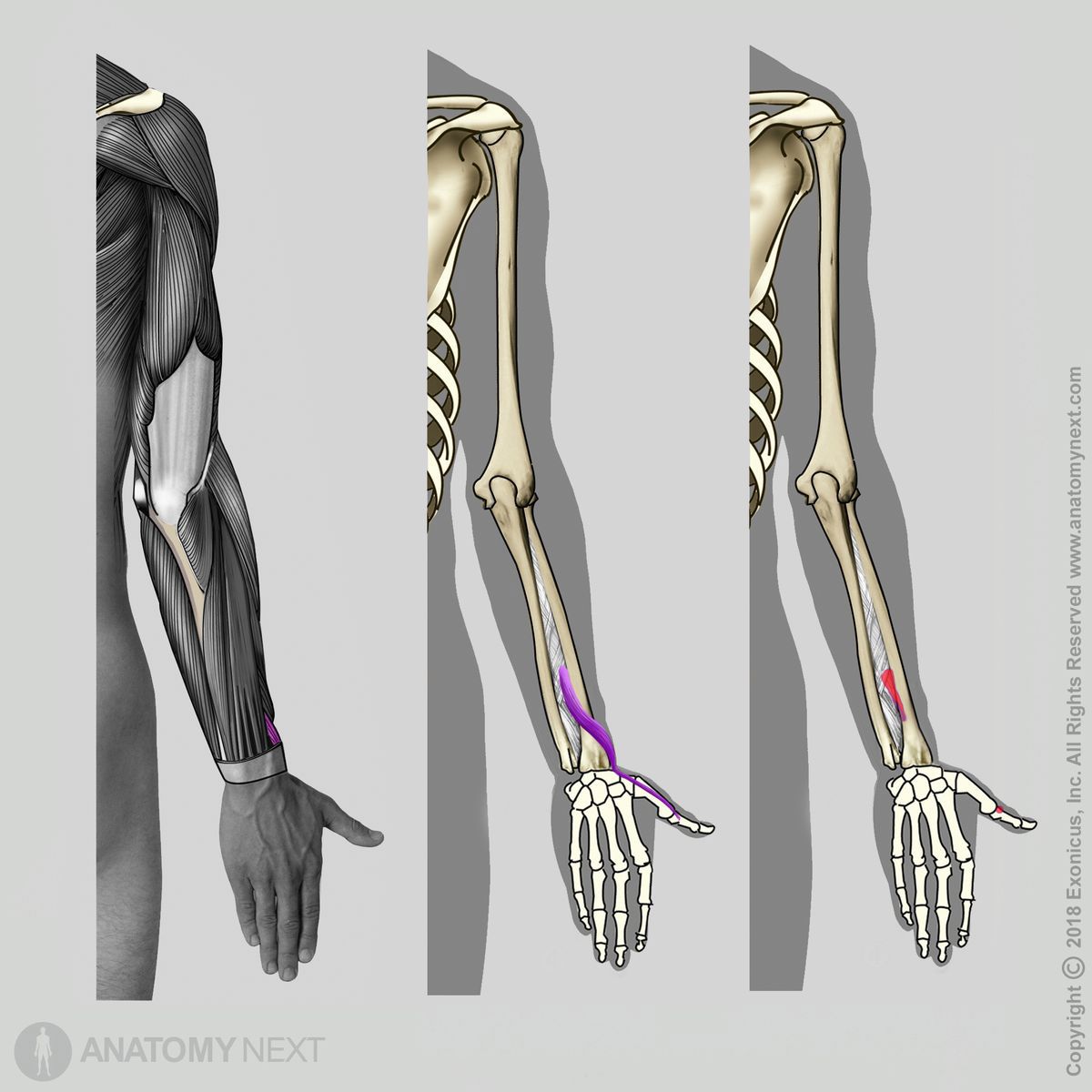 Extensor pollicis brevis, Origin of extensor pollicis brevis, Insertion of extensor pollicis brevis, Forearm muscles, Muscles of forearm, Forearm extensors, Posterior compartment muscles, Posterior compartment of forearm muscles, Human muscles, Human arm